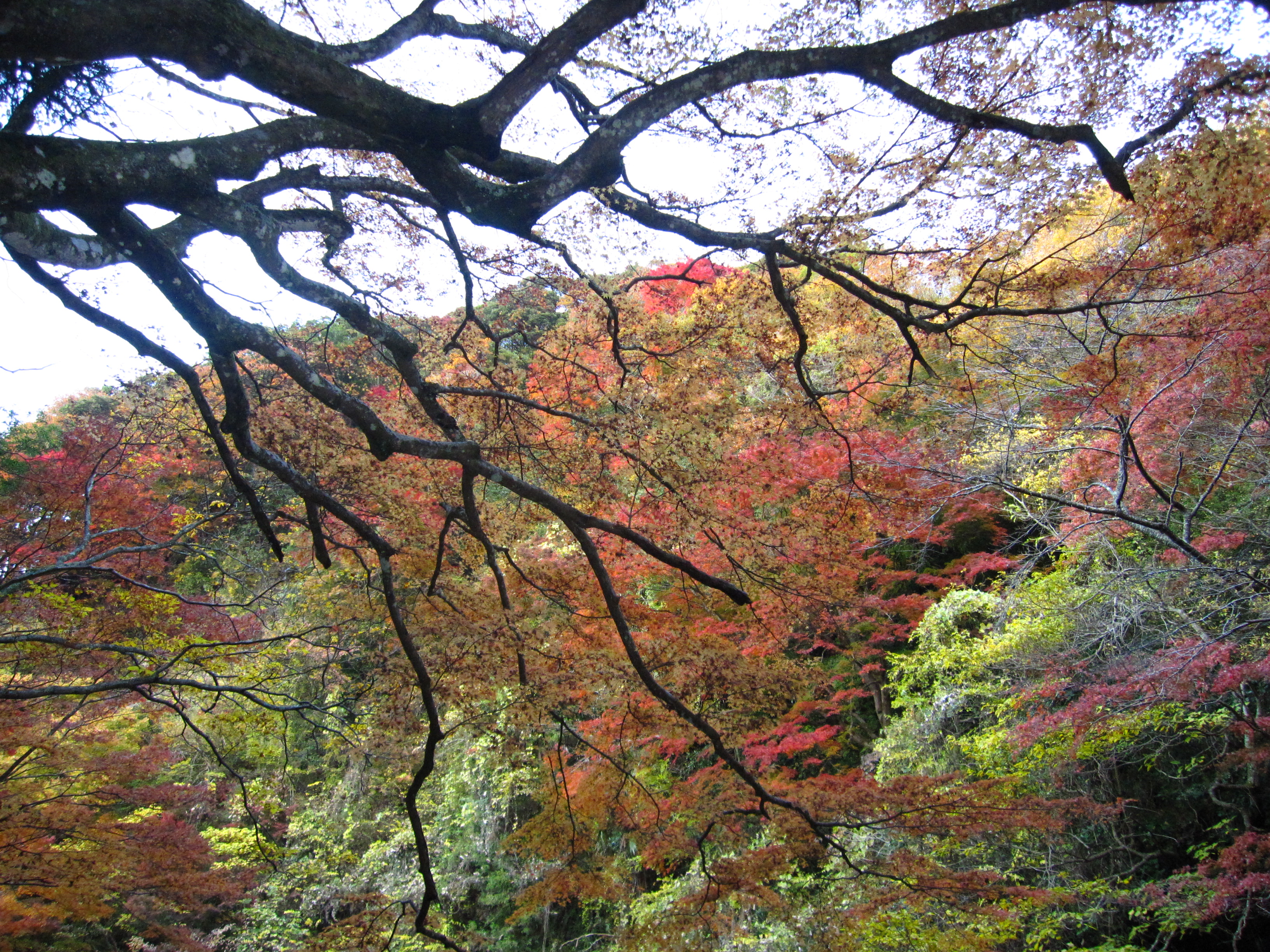 養老渓谷で紅葉を楽しむ ２ 養老渓谷散策 後半 養老渓谷 千葉県 の旅行記 ブログ By 五黄の寅さん フォートラベル