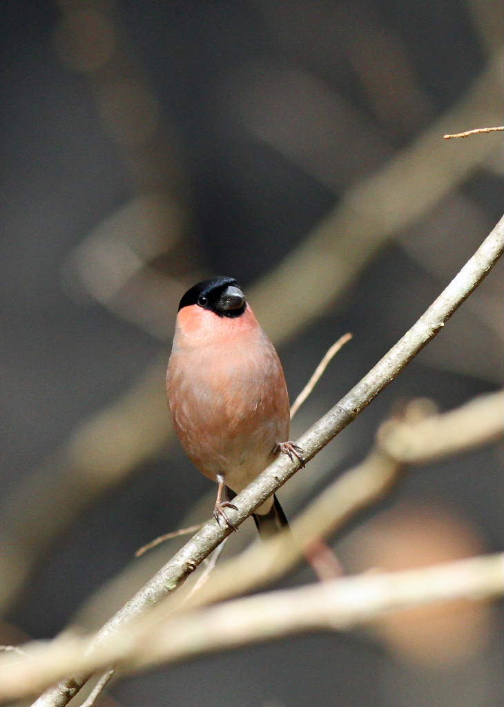 12月の野鳥たち 調布 狛江 東京 の旅行記 ブログ By 展望車さん フォートラベル 12月の野鳥たち 調布 狛江 東京 の旅行記 ブログ By 展望車さん フォートラベル