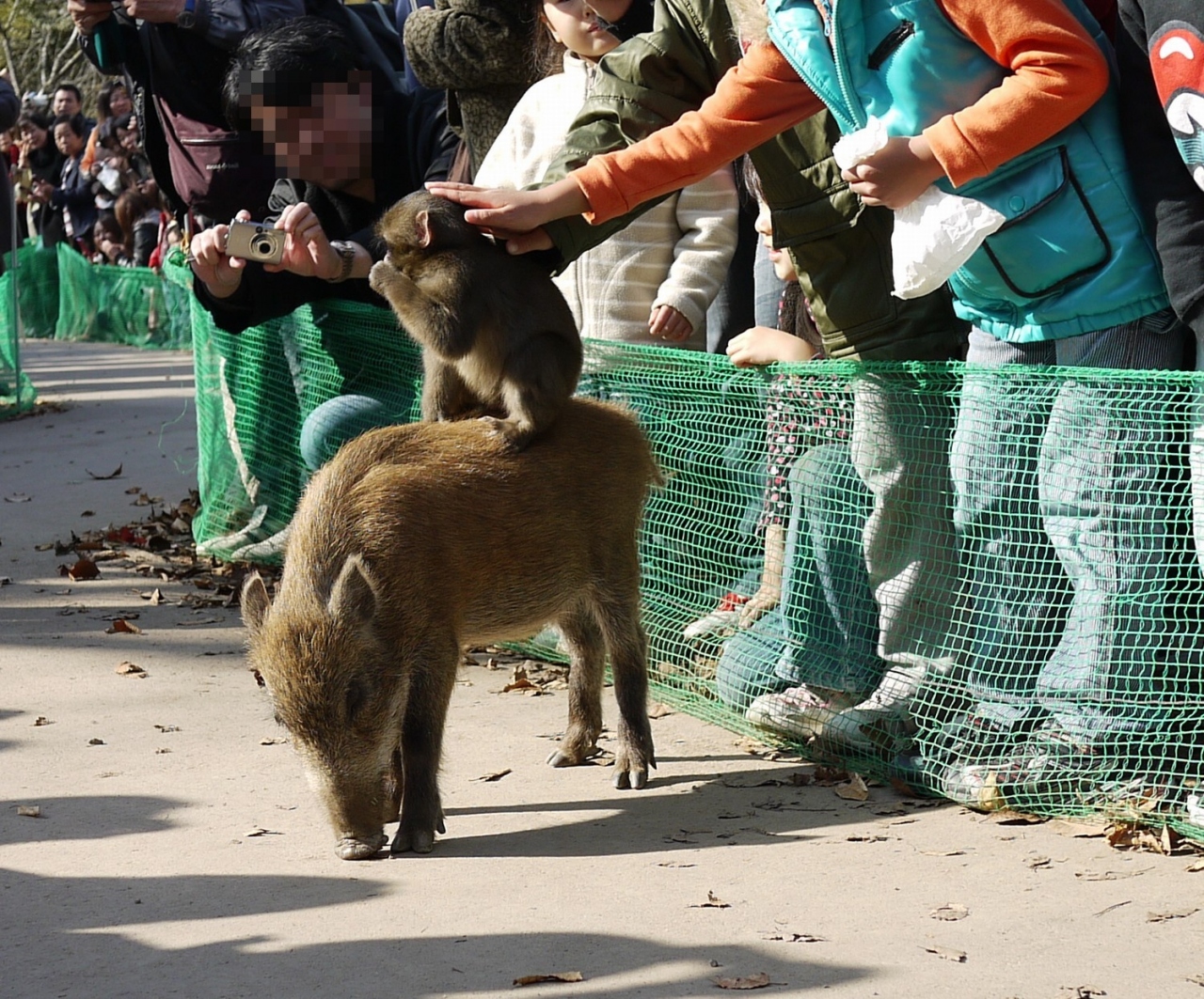 ちょっと福知山動物園まで みわちゃん うり坊編 福知山 京都 の旅行記 ブログ By ぶるぼんぼんさん フォートラベル ちょっと福知山動物園まで みわちゃん うり坊編 福知山 京都 の旅行記 ブログ By ぶるぼんぼんさん フォートラベル