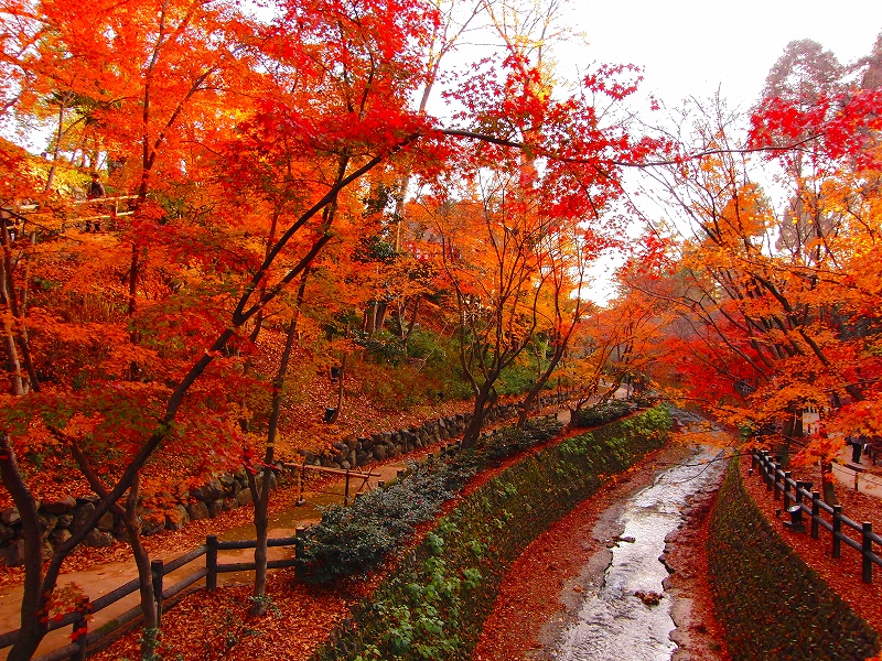 清水寺 北野天満宮 紅葉シーズンの京都 ｉｎ ２０１０ ｐａｒｔ３ 京都の旅行記 ブログ By Tayaさん フォートラベル