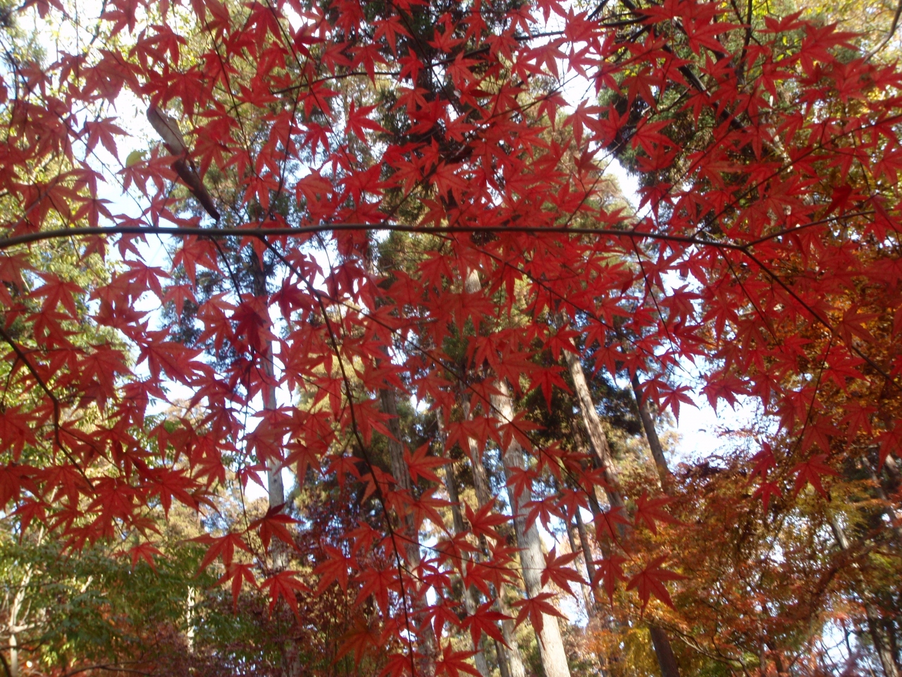 10 12 01 市川市 大町公園 もみじ山 万葉植物園 市川 千葉県 の旅行記 ブログ By ミンさん フォートラベル 10 12 01 市川市 大町公園 もみじ山 万葉植物園 市川 千葉県 の旅行記 ブログ By ミンさん フォートラベル