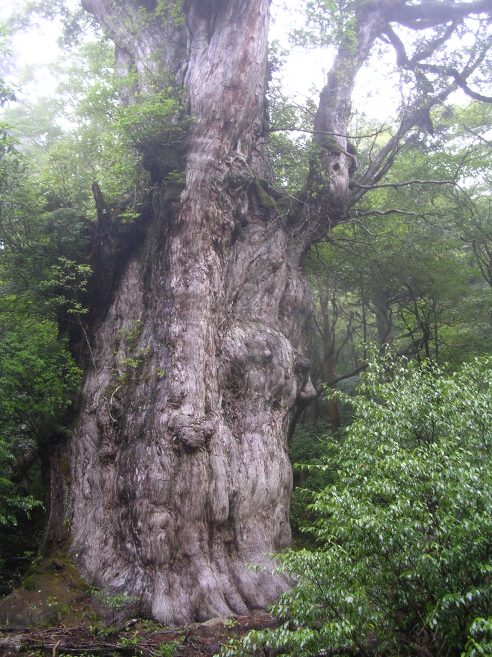 屋久島へ神様を探しに 屋久島 鹿児島県 の旅行記 ブログ By トムトムさん フォートラベル 屋久島へ神様を探しに 屋久島 鹿児島県 の旅行記 ブログ By トムトムさん フォートラベル