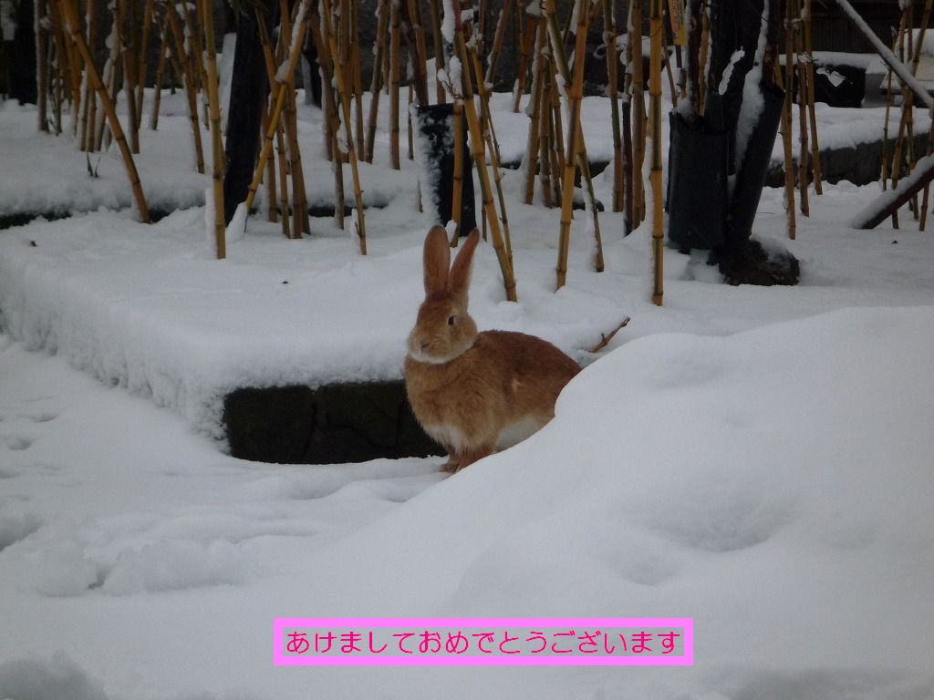 雪舞う加賀で過ごすお正月２０１１年 月うさぎの里と加賀地ビール館 温泉とたったおいしい食事を楽しむ旅 石川県の旅行記 ブログ By ４人目の ふーさん フォートラベル