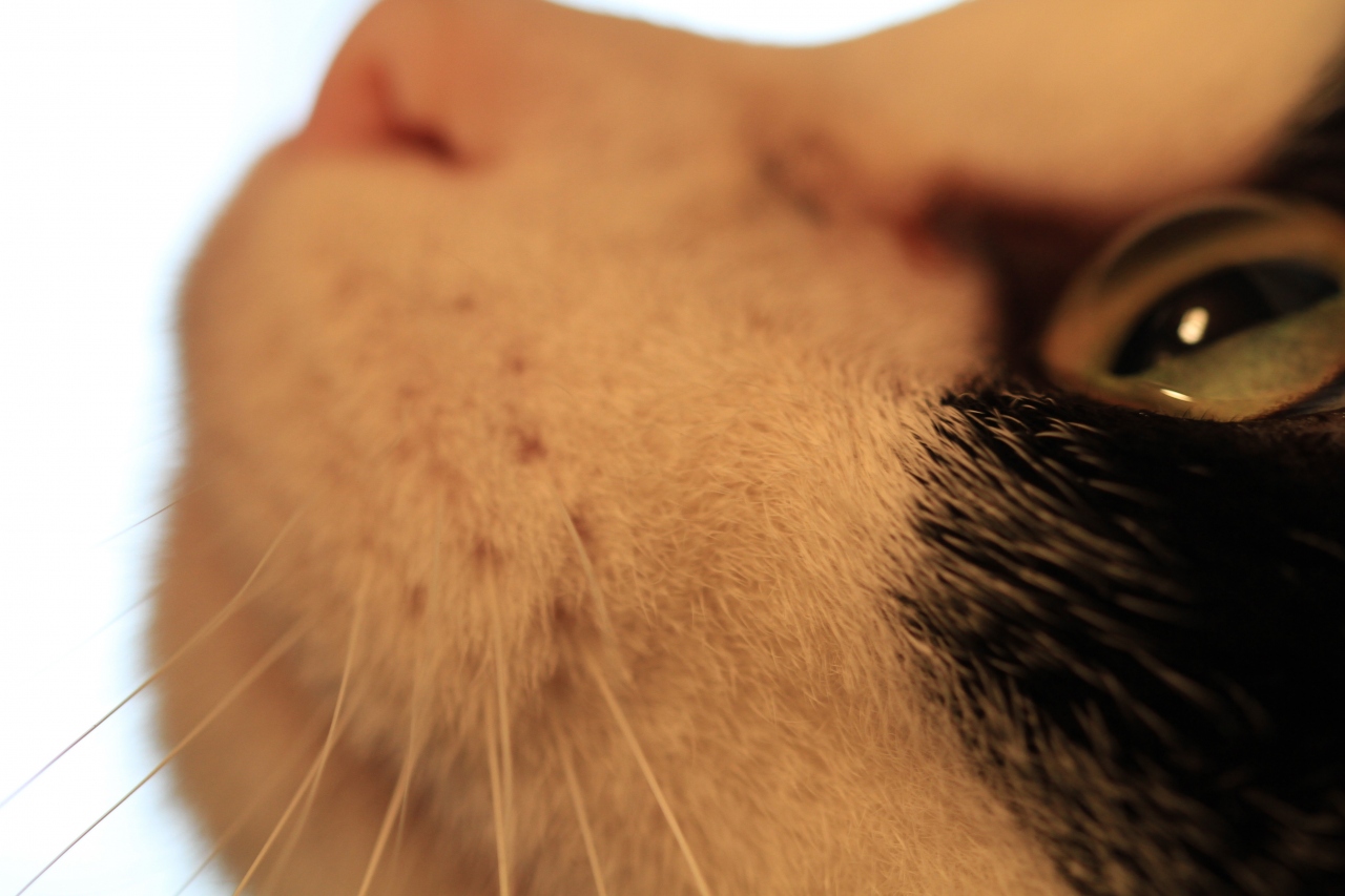 猫カフェ巡り アンティークに囲まれた部屋で ゆったりと猫と戯れる Catteria Cloud 9nine キャッテリア クラウド ナイン 新大阪駅周辺 十三 大阪 の旅行記 ブログ By みにくまさん フォートラベル