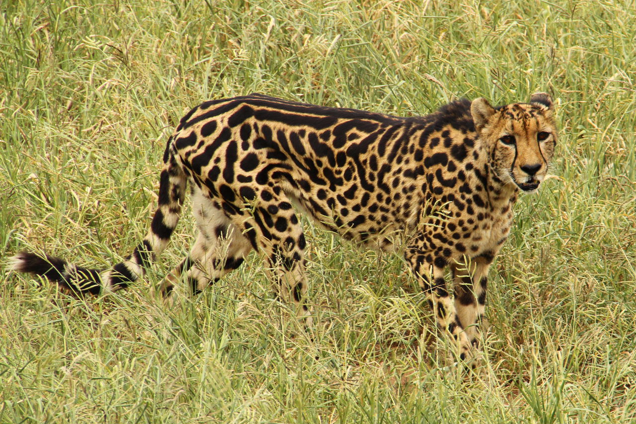 南部アフリカvol 5 キングチーター 午後のサファリ クルーガー国立公園周辺 南アフリカ共和国 の旅行記 ブログ By Kemurさん フォートラベル 南部アフリカvol 5 キングチーター 午後のサファリ クルーガー国立公園周辺 南アフリカ共和国 の旅行記 ブログ By Kemurさん フォートラベル