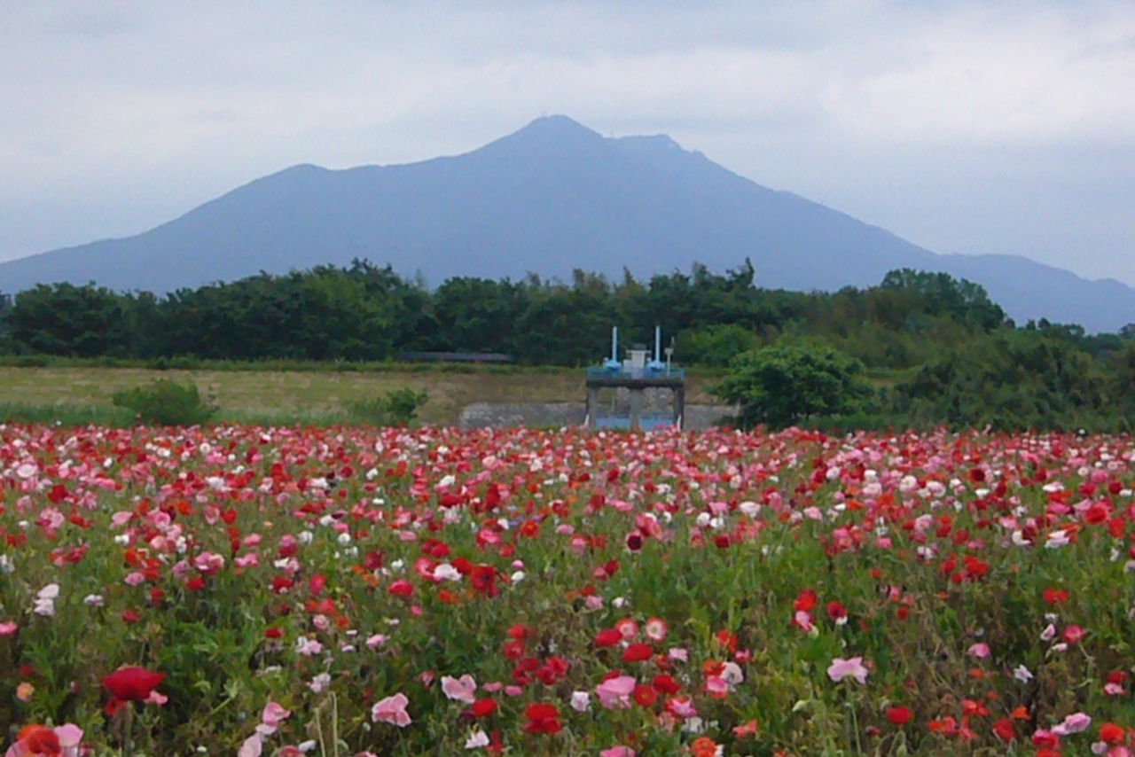 下妻 小貝川ふれあい公園 ポピー 結城 下妻 茨城県 の旅行記 ブログ By Vellさん フォートラベル 下妻 小貝川ふれあい公園 ポピー 結城 下妻 茨城県 の旅行記 ブログ By Vellさん フォートラベル