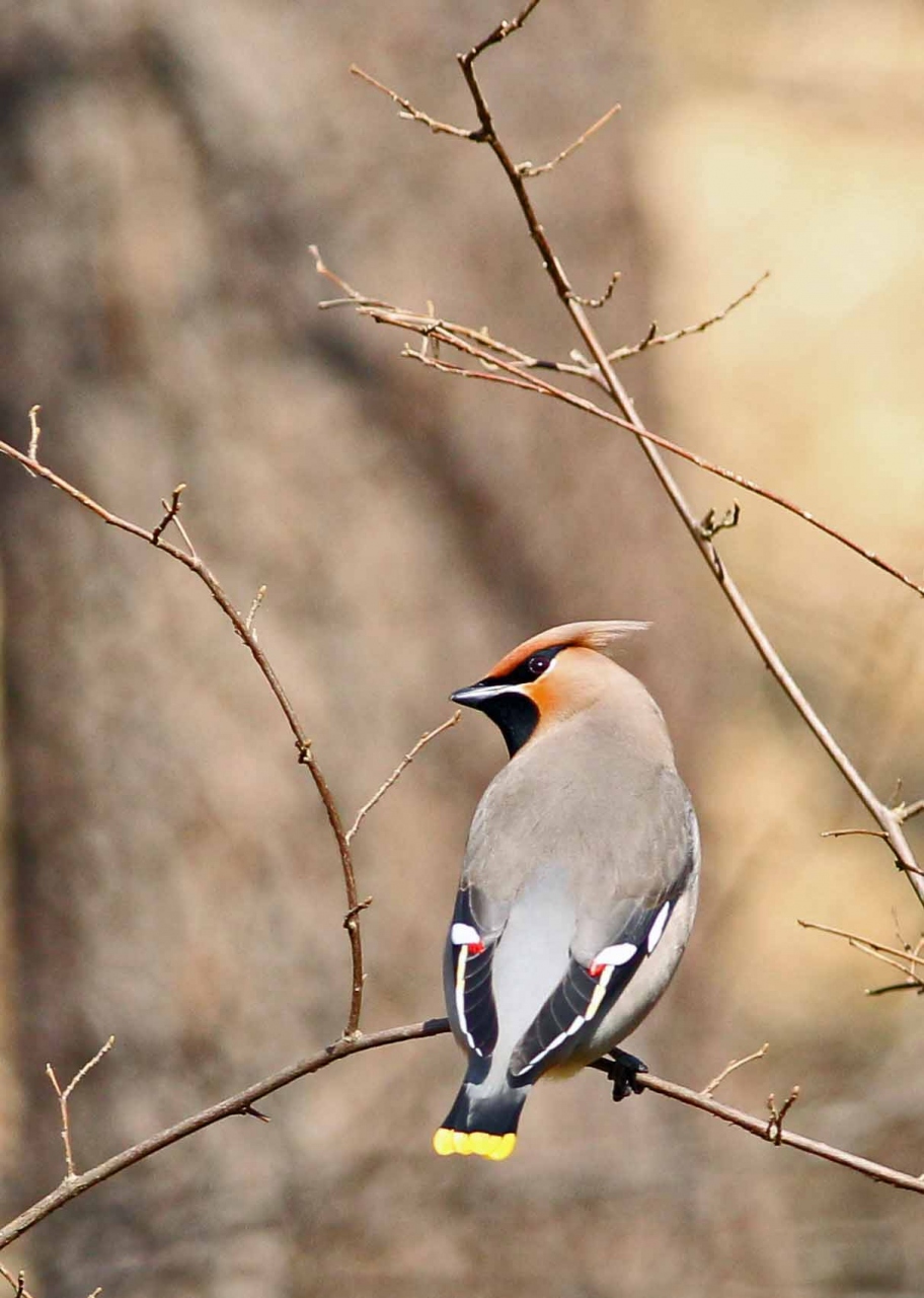 今月の野鳥 2011年3月 調布 狛江 東京 の旅行記 ブログ By 展望車さん フォートラベル 今月の野鳥 2011年3月 調布 狛江 東京 の旅行記 ブログ By 展望車さん フォートラベル
