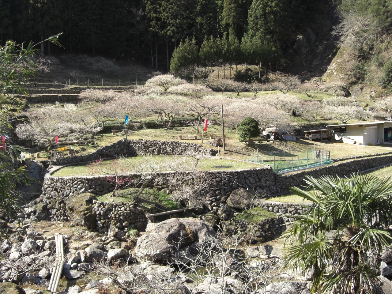 愛知県 新城市 川売 かおれ の梅 名号の梅 新城 愛知県 の旅行記 ブログ By しゅいぐーさん フォートラベル