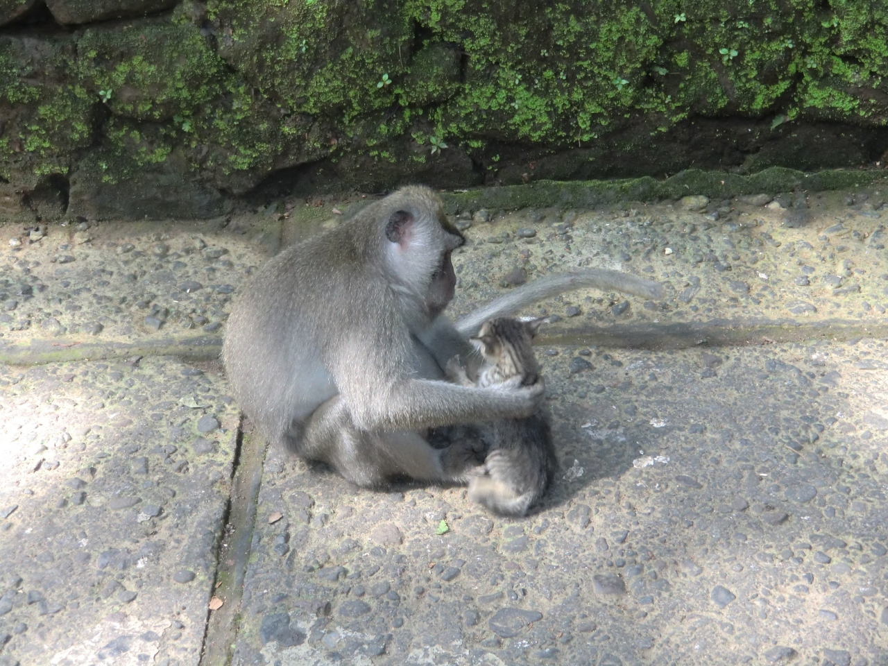 バリネコと動物たち バリ島 インドネシア の旅行記 ブログ By タコスさん フォートラベル バリネコと動物たち バリ島 インドネシア の旅行記 ブログ By タコスさん フォートラベル