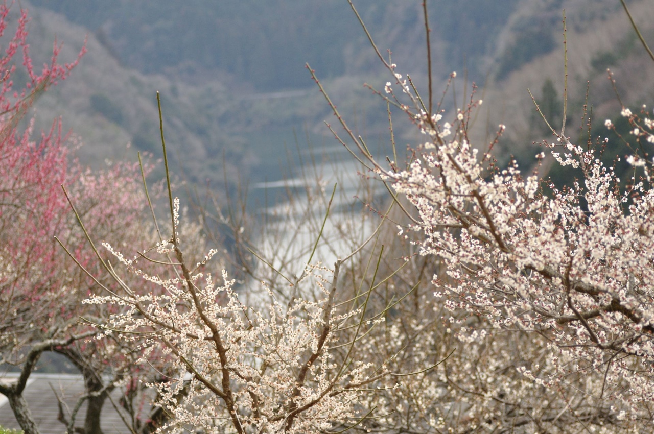 月ヶ瀬梅渓 梅まつり 奈良市 奈良県 の旅行記 ブログ By Hirootaniさん フォートラベル