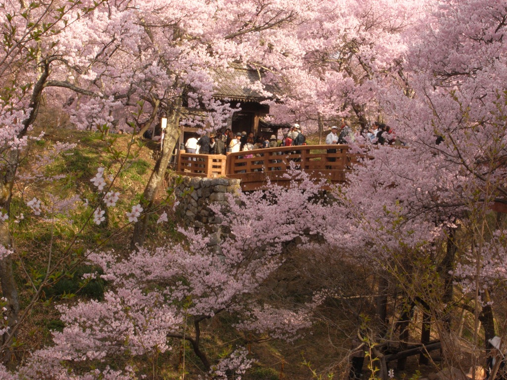 高遠城址公園の桜 2 春日公園 元善光寺 伊那 長野県 の旅行記 ブログ By ｓａｋｕｒａさん フォートラベル