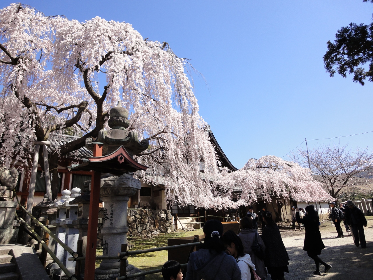 氷室神社のしだれ桜 奈良に訪れた春 大仏さまにおまいり 奈良市 奈良県 の旅行記 ブログ By ガブリエラさん フォートラベル