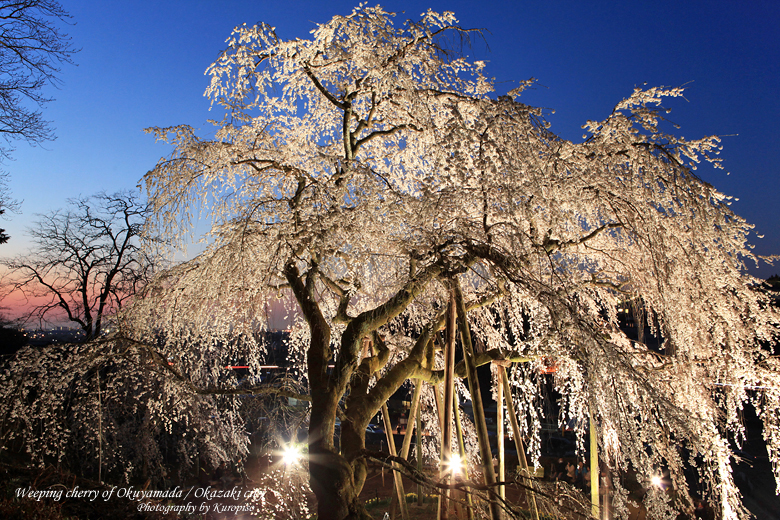 奥山田のしだれ桜 ライトアップに思う 愛知県 岡崎市 岡崎 愛知県 の旅行記 ブログ By Kuropisoさん フォートラベル