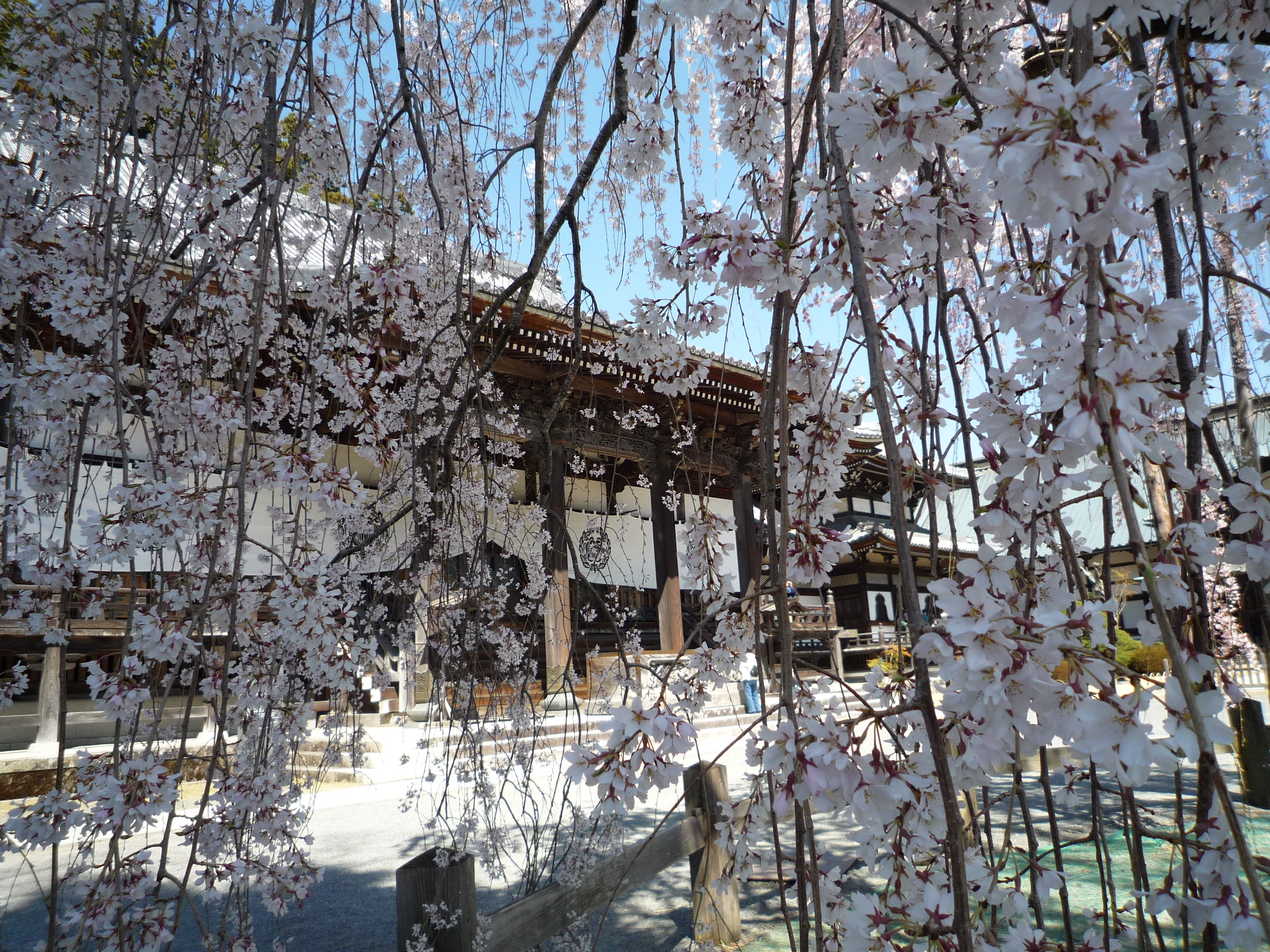 身延山久遠寺と大法師公園 桜紀行 身延 山梨県 の旅行記 ブログ By Lplpkokoさん フォートラベル 身延山久遠寺と大法師公園 桜紀行 身延 山梨県 の旅行記 ブログ By Lplpkokoさん フォートラベル