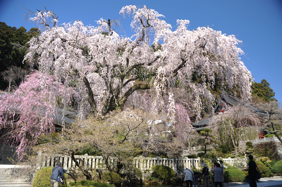 一気に桜満開 山梨県身延町 身延山久遠寺１ ２ 身延 山梨県 の旅行記 ブログ By てんとう虫さん フォートラベル