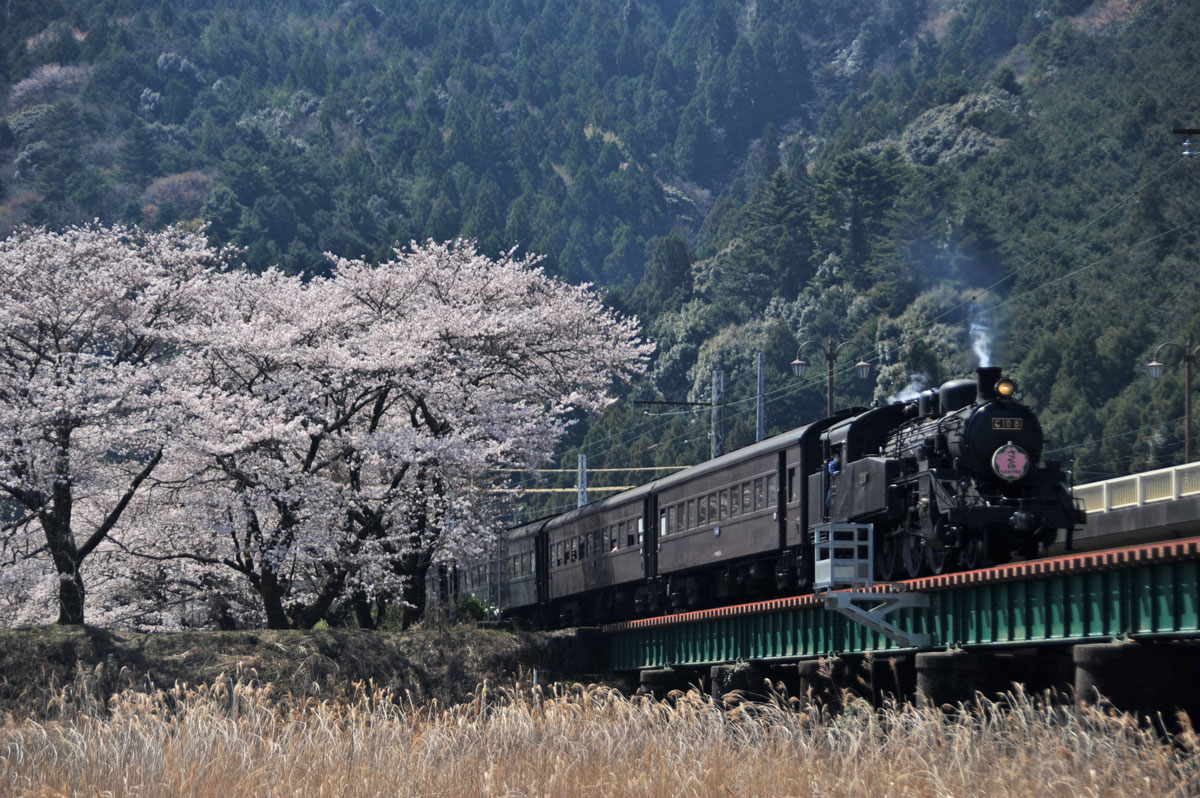 一気に桜満開 大井川鉄道家山駅周辺 島田 金谷 静岡県 の旅行記 ブログ By てんとう虫さん フォートラベル