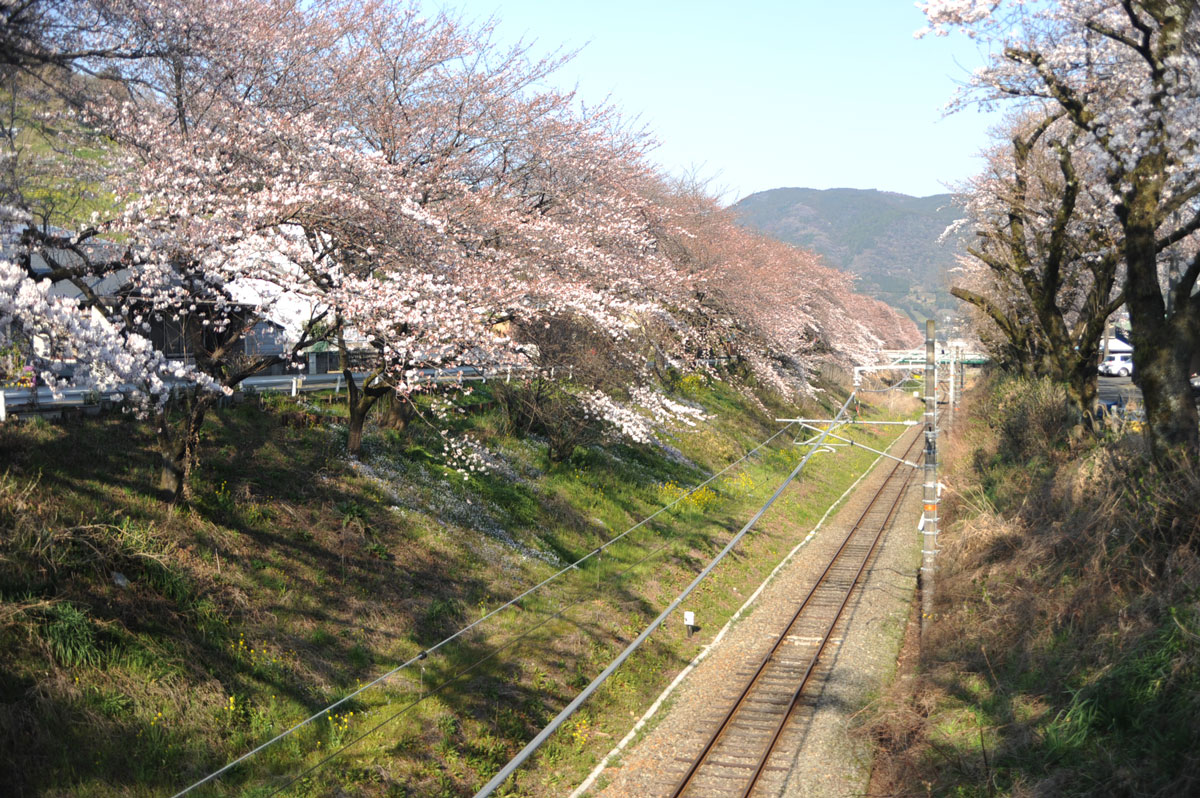 一気に桜満開 Jr御殿場線山北駅周辺 秦野 松田 足柄 神奈川県 の旅行記 ブログ By てんとう虫さん フォートラベル