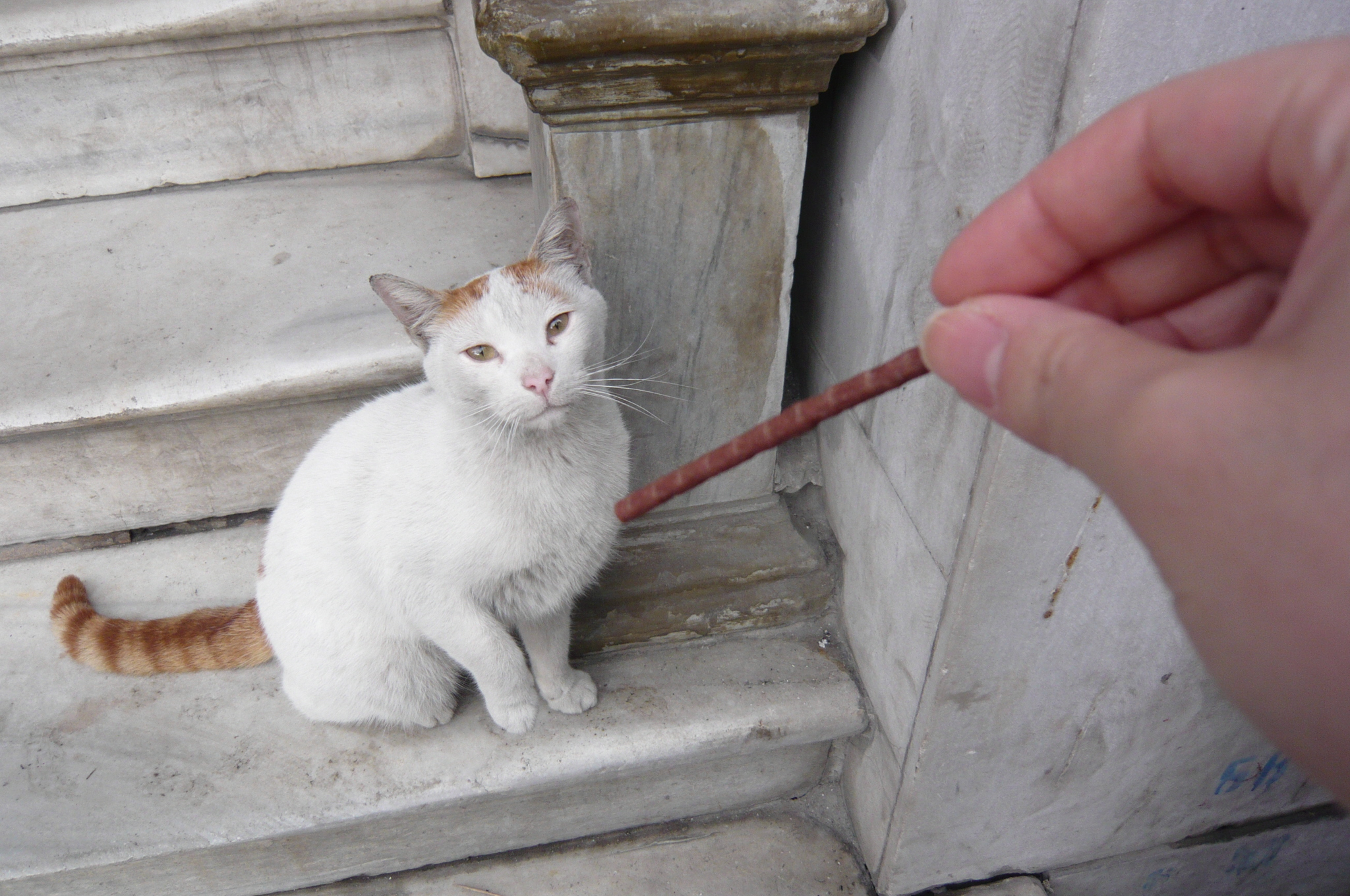猫だらけなトルコ紀行 その1 イスタンブール イスタンブール トルコ の旅行記 ブログ By Atothさん フォートラベル 猫だらけなトルコ紀行 その1 イスタンブール イスタンブール トルコ の旅行記 ブログ By Atothさん フォートラベル