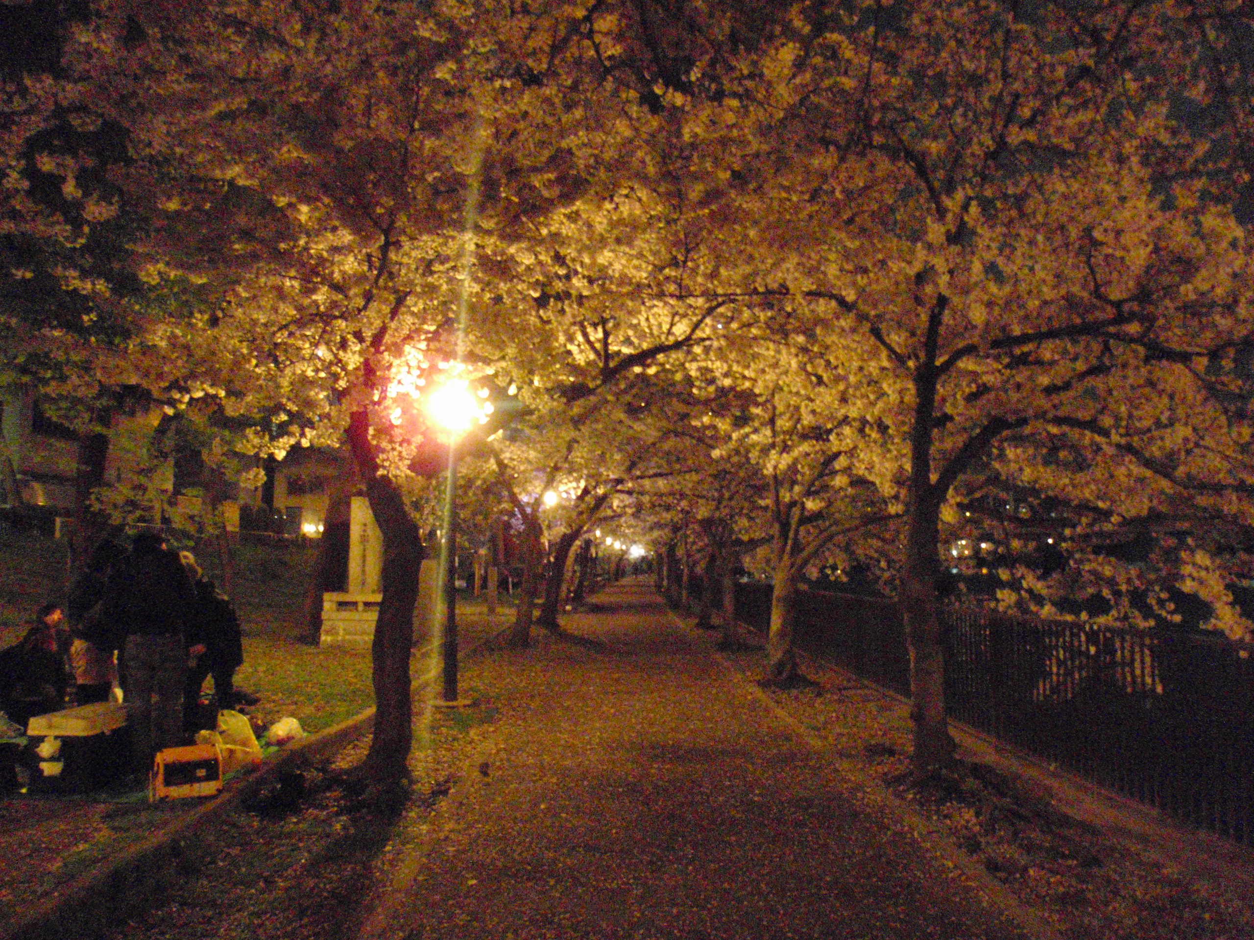 造幣局は開いてませんか 夜桜見物 桜宮から天満橋 大阪城 京橋 大阪 の旅行記 ブログ By ふらどくさん フォートラベル