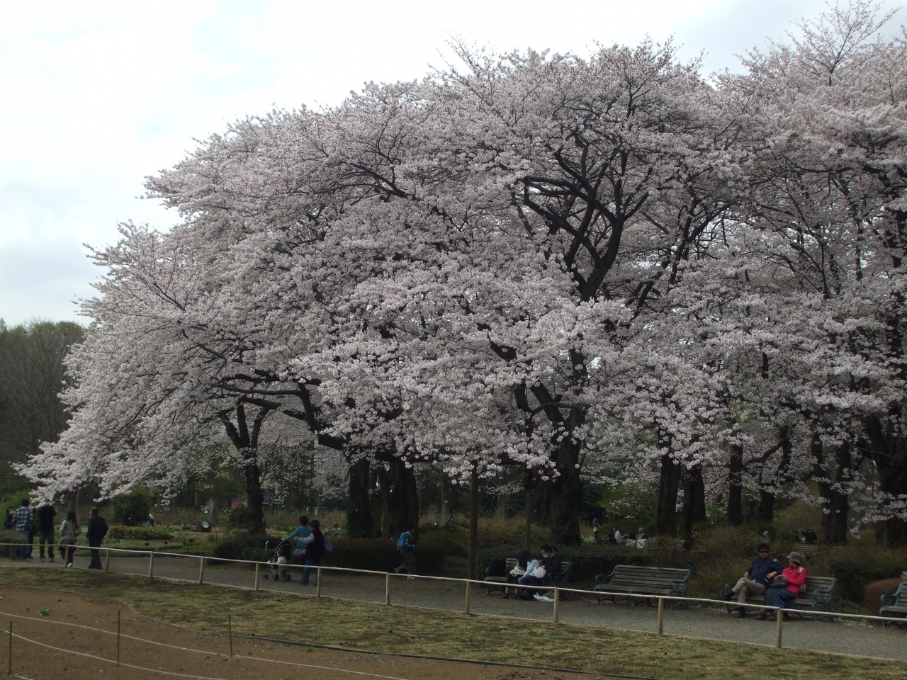 神代植物公園の桜 深大寺そば 開幕前ライブ 調布 狛江 東京 の旅行記 ブログ By ぱいぐさん フォートラベル