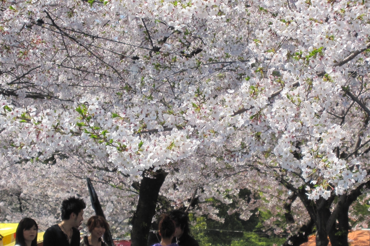 11春 桜散始めの鶴舞公園 2完 鶴舞 堀田 愛知県 の旅行記 ブログ By 旅人のくまさんさん フォートラベル 11春 桜散始めの鶴舞公園 2完 鶴舞 堀田 愛知県 の旅行記 ブログ By 旅人のくまさんさん フォートラベル