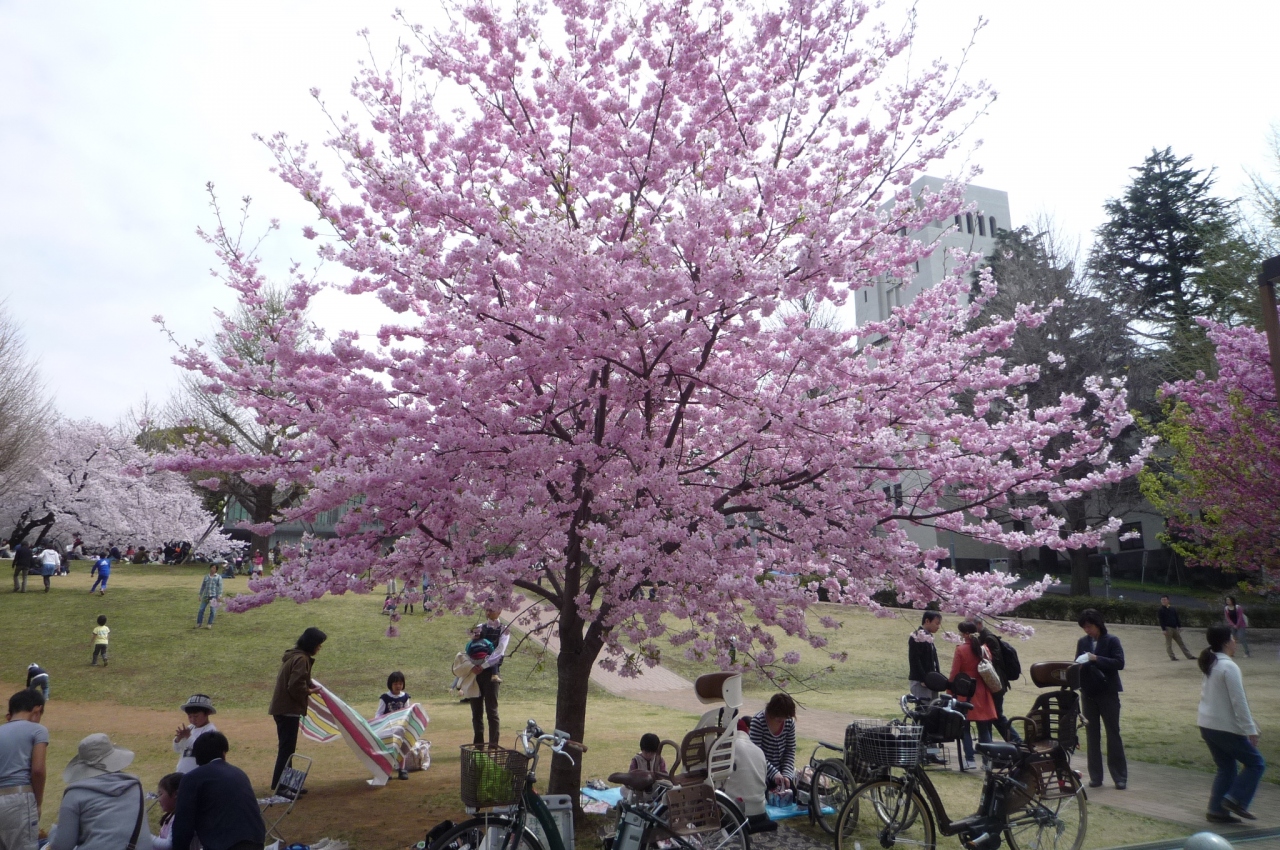 桜満開 東工大から多摩川へ 東京の旅行記 ブログ By 無知無謀さん フォートラベル