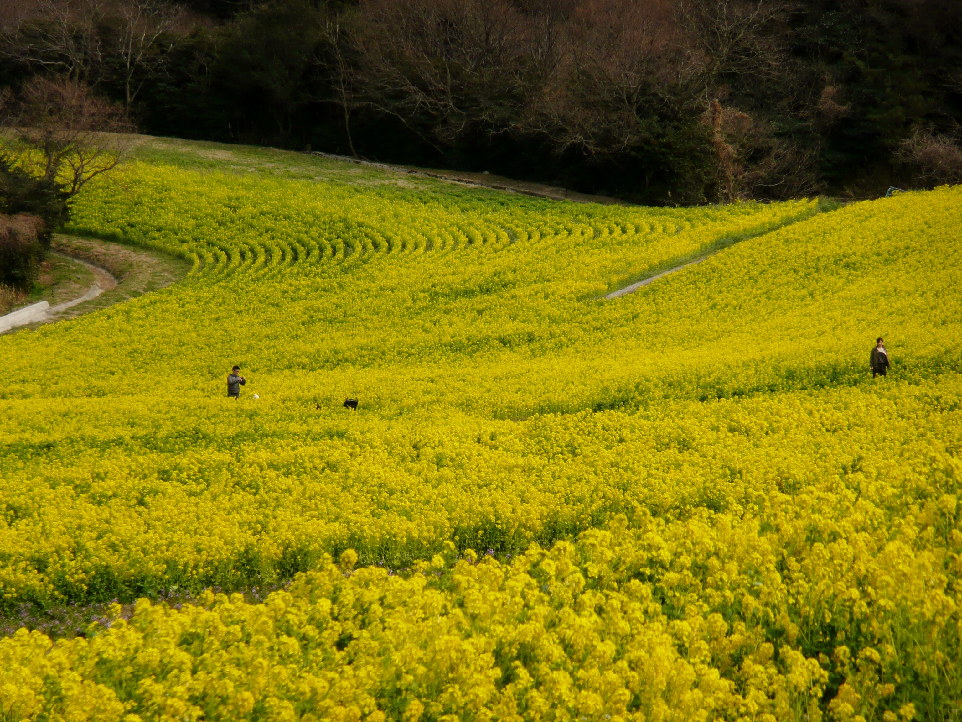 淡路花紀行 あわじ花さじきの菜の花 淡路島 兵庫県 の旅行記 ブログ By Ohchanさん フォートラベル