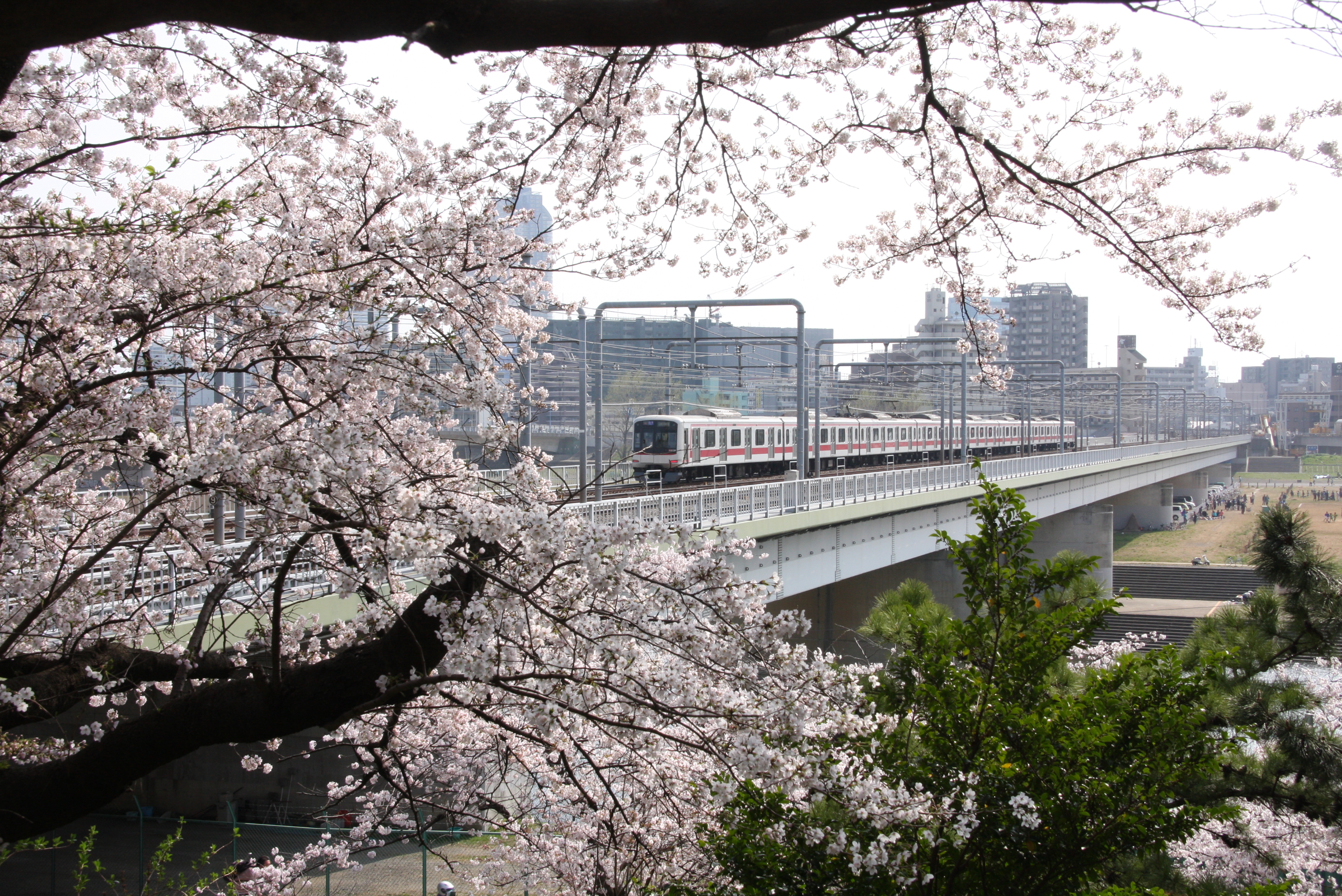 東京のお花見散歩 多摩川台公園 桜坂 御嶽神社 田園調布 東京 の旅行記 ブログ By Morino296さん フォートラベル