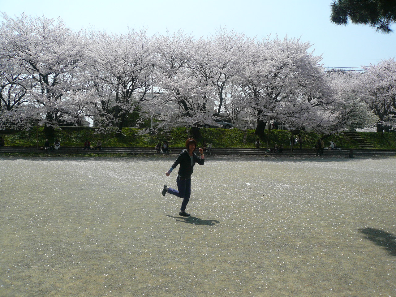 桜大満開ヾ ノ またまた藤枝の金毘羅さんへ 藤枝 岡部 静岡県 の旅行記 ブログ By Candycandyさん フォートラベル