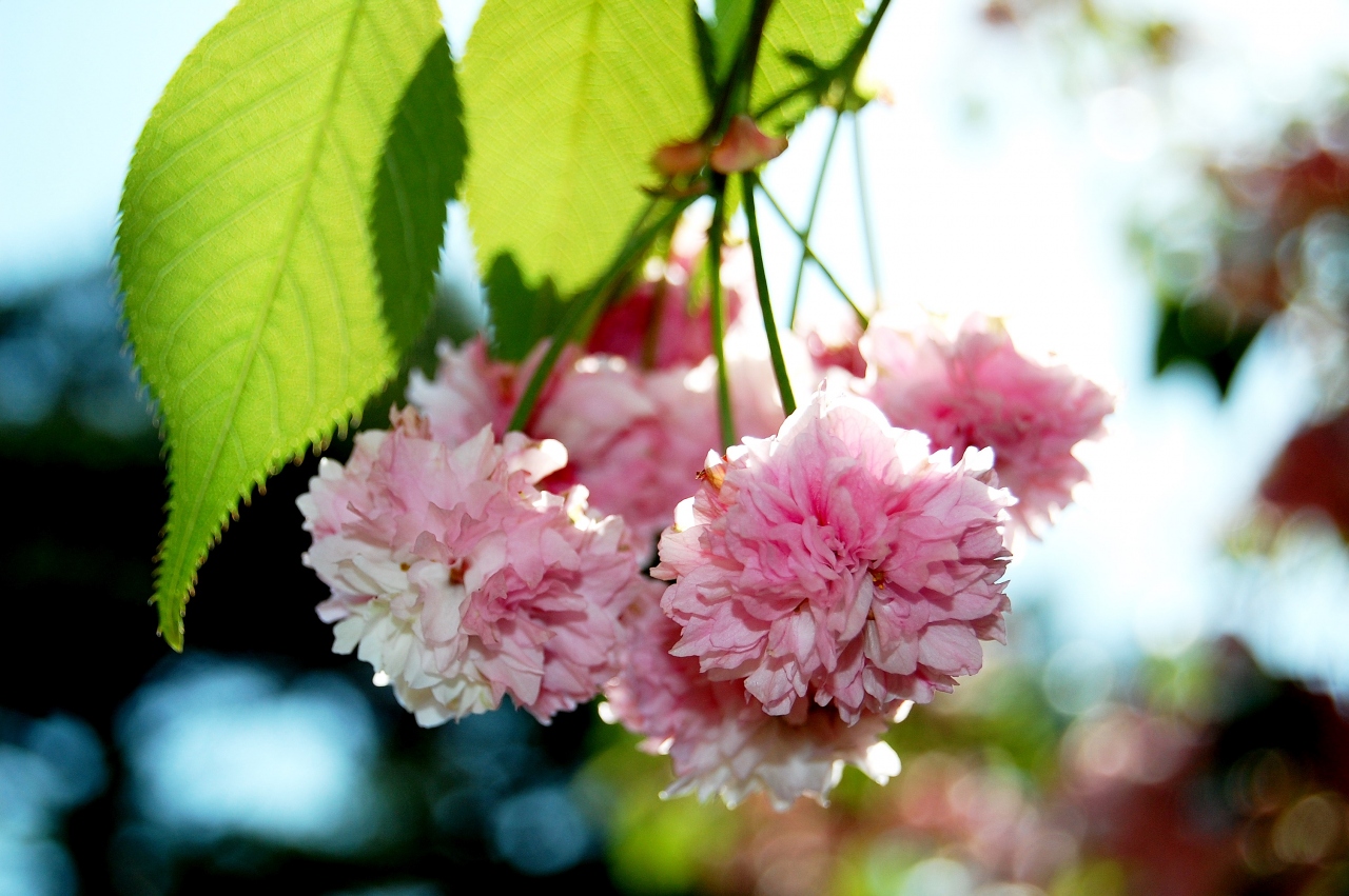 兼六園菊桜 金沢 石川県 の旅行記 ブログ By Rotenさん フォートラベル 兼六園菊桜 金沢 石川県 の旅行記 ブログ By Rotenさん フォートラベル