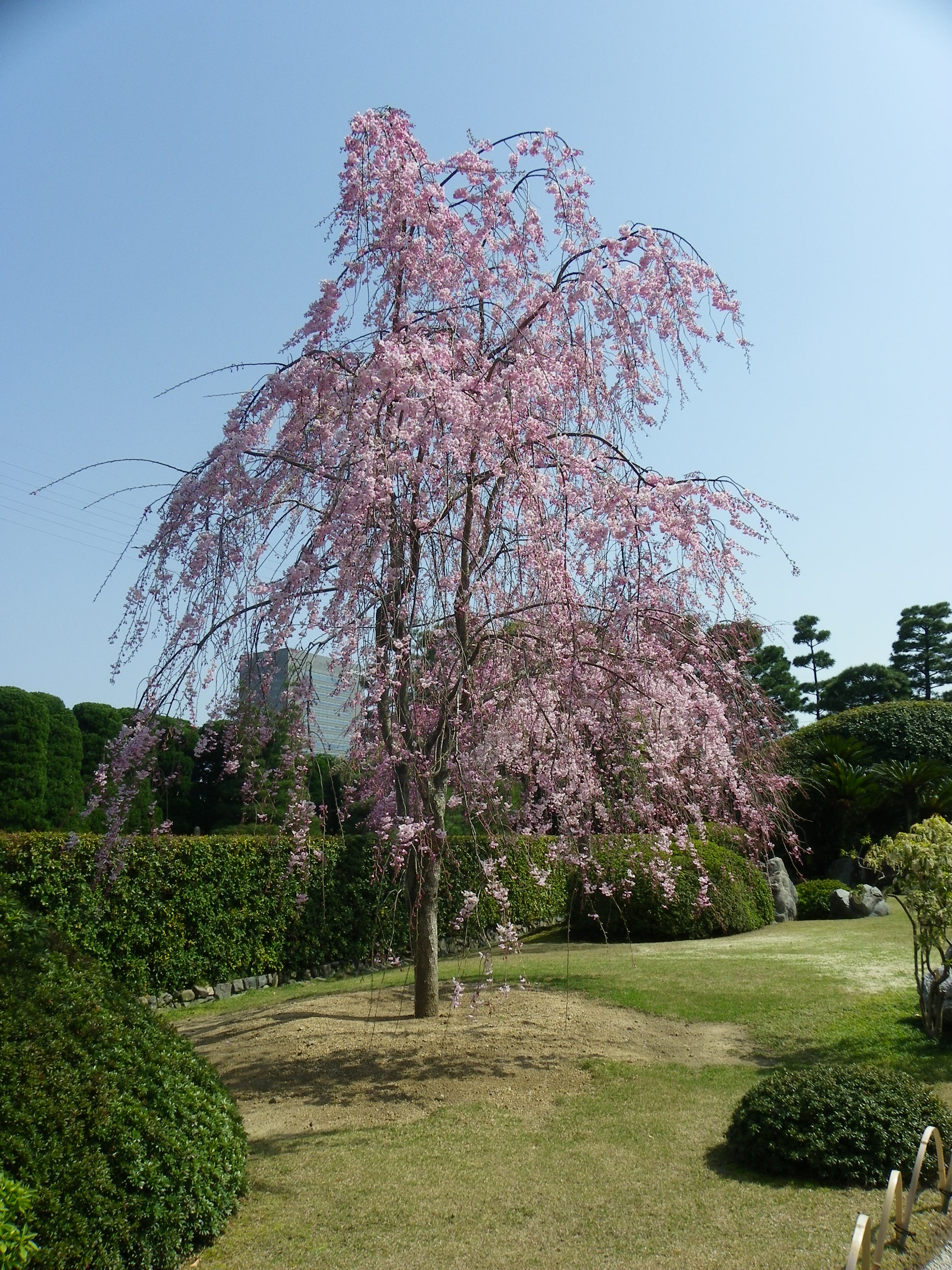 11年桜だより 城南宮で 伊勢大神楽 神苑で花見 京都の穴場花見スポット3連発 その1 伏見 京都 の旅行記 ブログ By Joecoolさん フォートラベル 11年桜だより 城南宮で 伊勢大神楽 神苑で花見 京都の穴場花見スポット3連発 その1 伏見 京都 の旅行記 ブログ By Joecoolさん フォートラベル