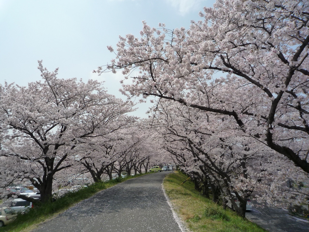 四日市 海蔵川の桜並木 四日市 三重県 の旅行記 ブログ By Sekkoさん フォートラベル 四日市 海蔵川の桜並木 四日市 三重県 の旅行記 ブログ By Sekkoさん フォートラベル