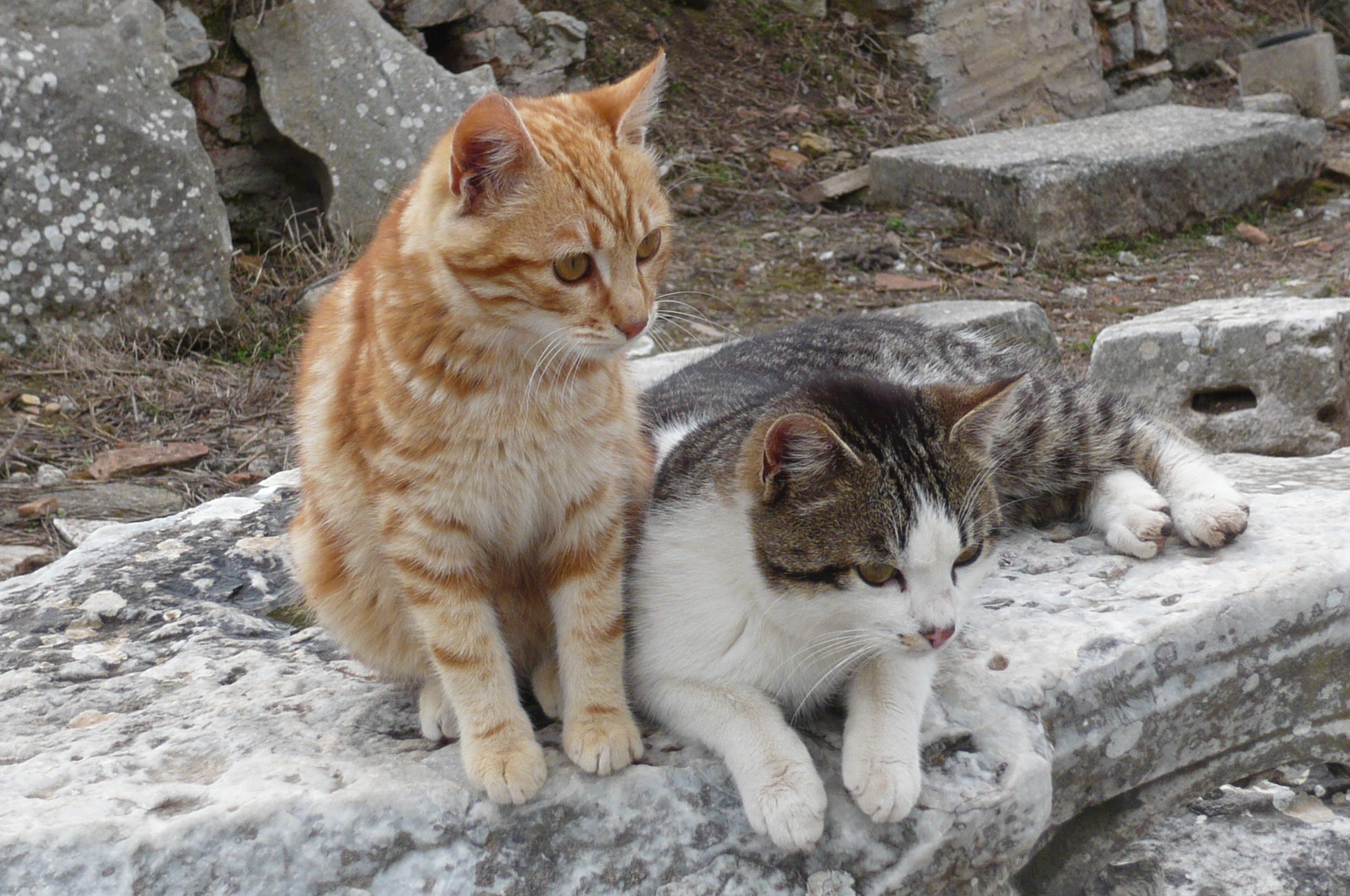 猫だらけなトルコ紀行 その3 ベルガマ遺跡 エフェス遺跡 エフェス遺跡周辺 トルコ の旅行記 ブログ By Atothさん フォートラベル 猫だらけなトルコ紀行 その3 ベルガマ遺跡 エフェス遺跡 エフェス遺跡周辺 トルコ の旅行記 ブログ By Atothさん フォートラベル