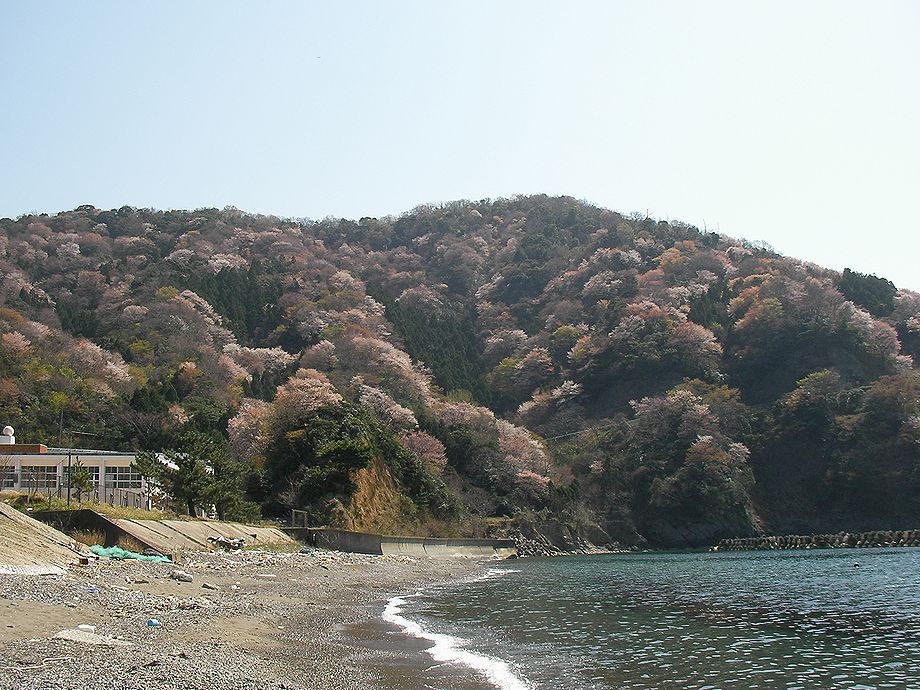 神子の山桜と妙祐寺の枝垂れ桜 小浜 若狭 福井県 の旅行記 ブログ By ふくちゃんさん フォートラベル 神子の山桜と妙祐寺の枝垂れ桜 小浜 若狭 福井県 の旅行記 ブログ By ふくちゃんさん フォートラベル