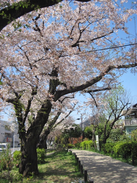 東京世田谷区経堂（きょうどう）「烏山川（からすやまがわ）緑道」。。。桜満開。。。