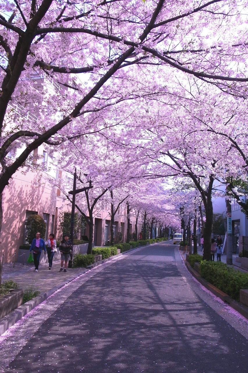 お誕生日のお花見デート 洗足池 馬込 池上 東京 の旅行記 ブログ By なおちさん フォートラベル お誕生日のお花見デート 洗足池 馬込 池上 東京 の旅行記 ブログ By なおちさん フォートラベル