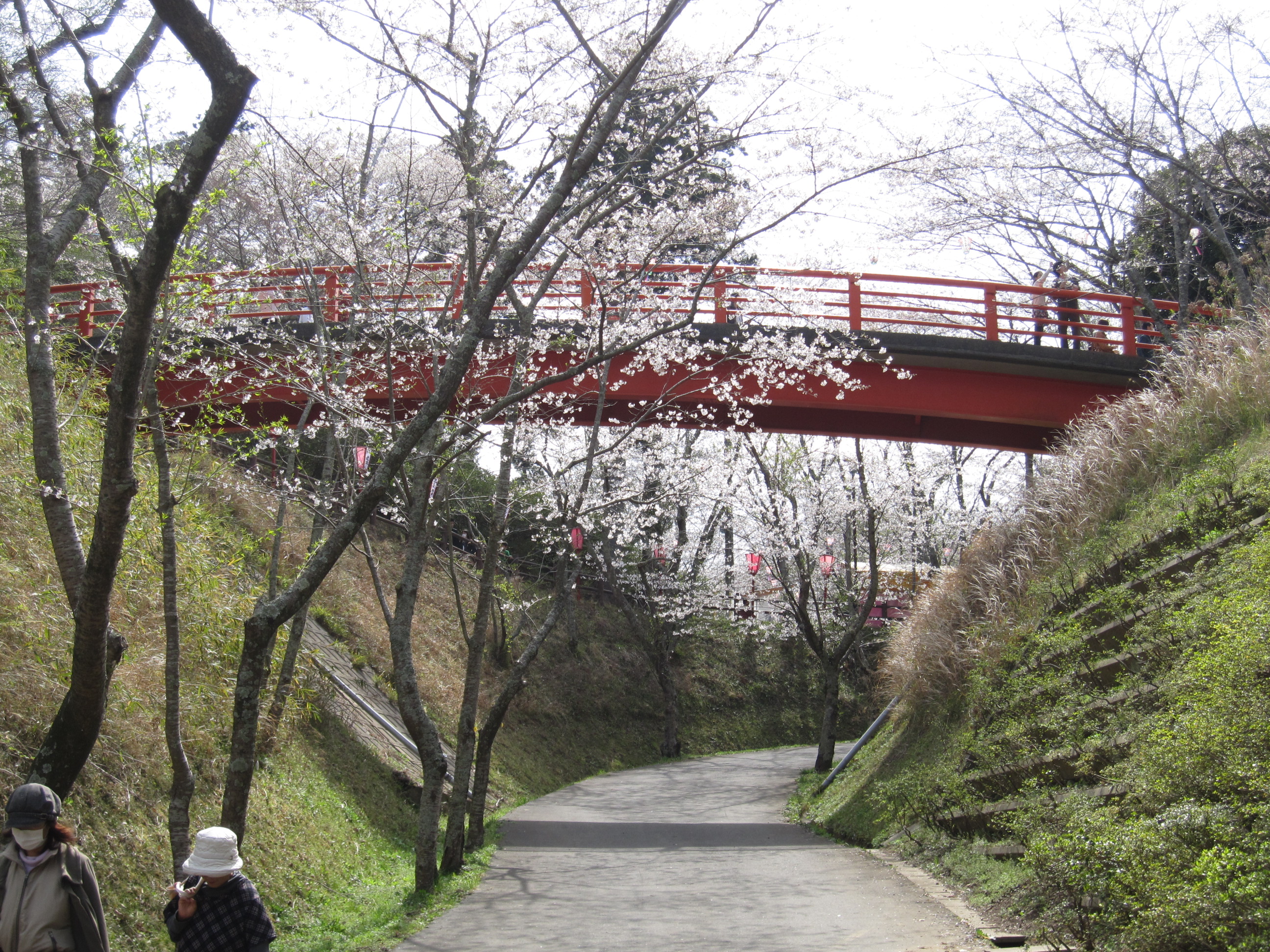 小見川城山公園から成田市さくらの山に花見のはしごをする その１ 小見川城山公園 香取 佐原 千葉県 の旅行記 ブログ By 五黄の寅さん フォートラベル