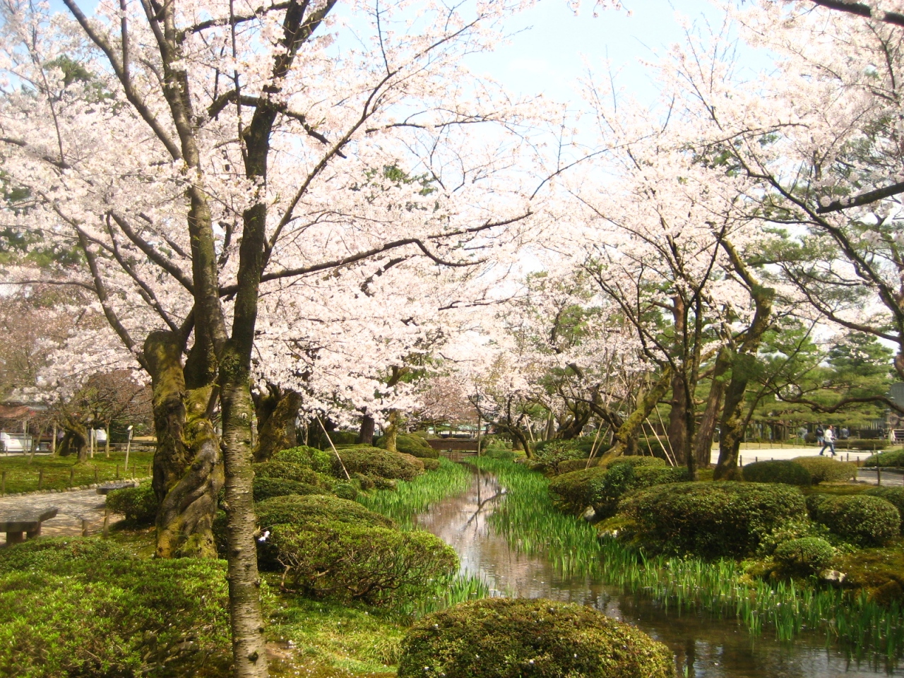 石川 兼六園でお花見 金沢 石川県 の旅行記 ブログ By Kazu04さん フォートラベル