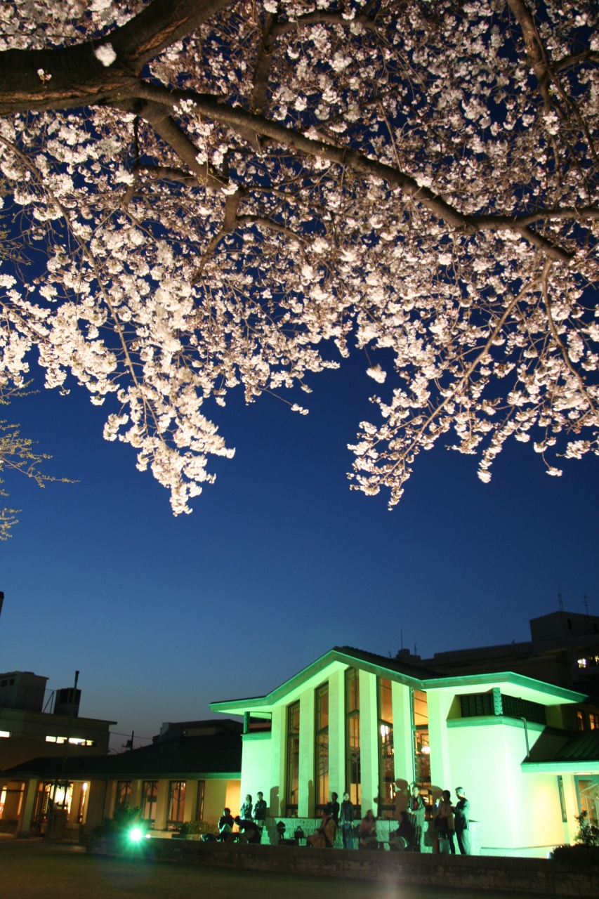 夜桜見学 ー 自由学園明日館にて 池袋 東京 の旅行記 ブログ By Tamegaiさん フォートラベル 夜桜見学 ー 自由学園明日館にて 池袋 東京 の旅行記 ブログ By Tamegaiさん フォートラベル
