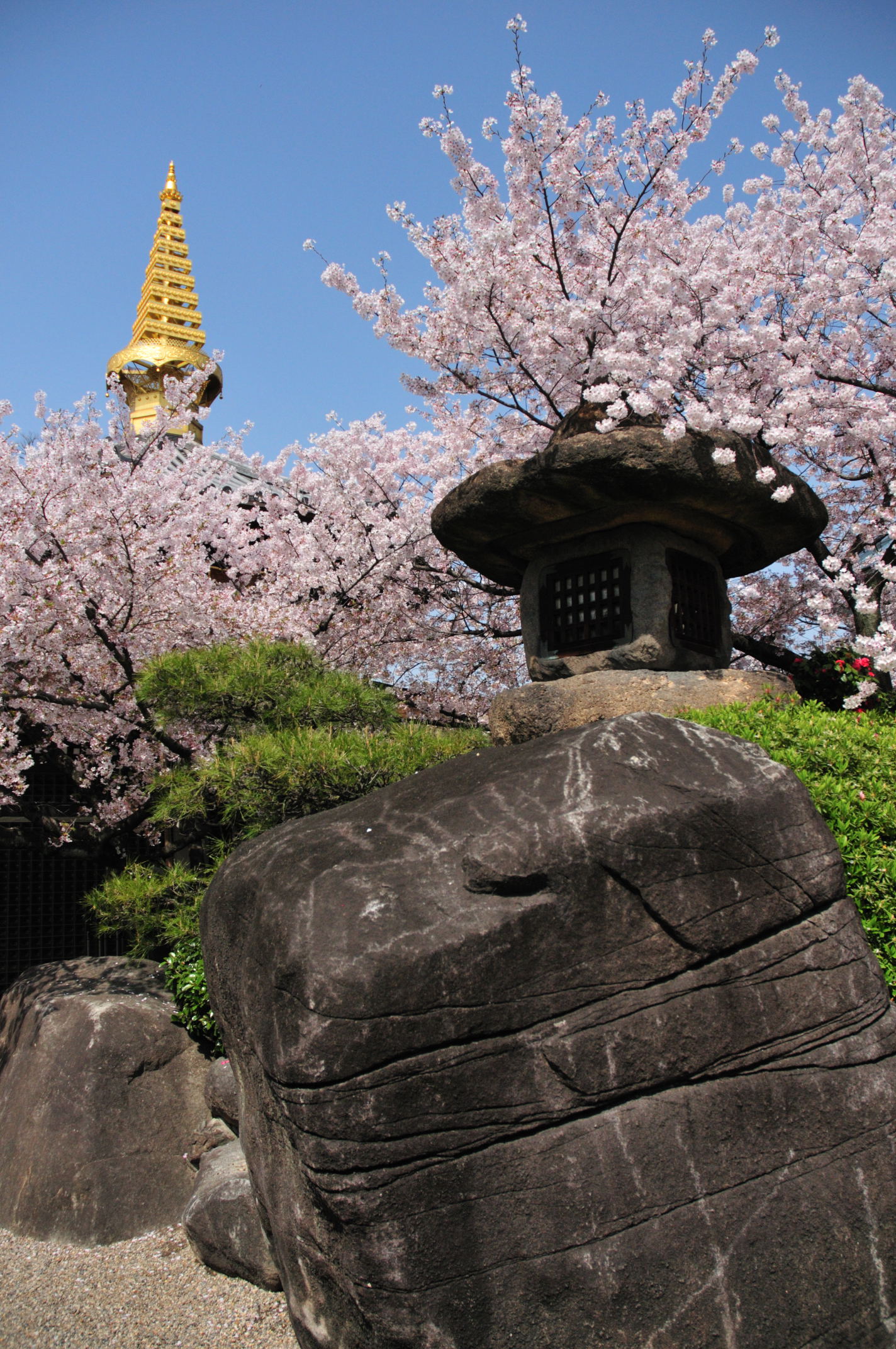 11大阪の春 2 一心寺 ミナミ 難波 天王寺 大阪 の旅行記 ブログ By ぶうちゃんさん フォートラベル