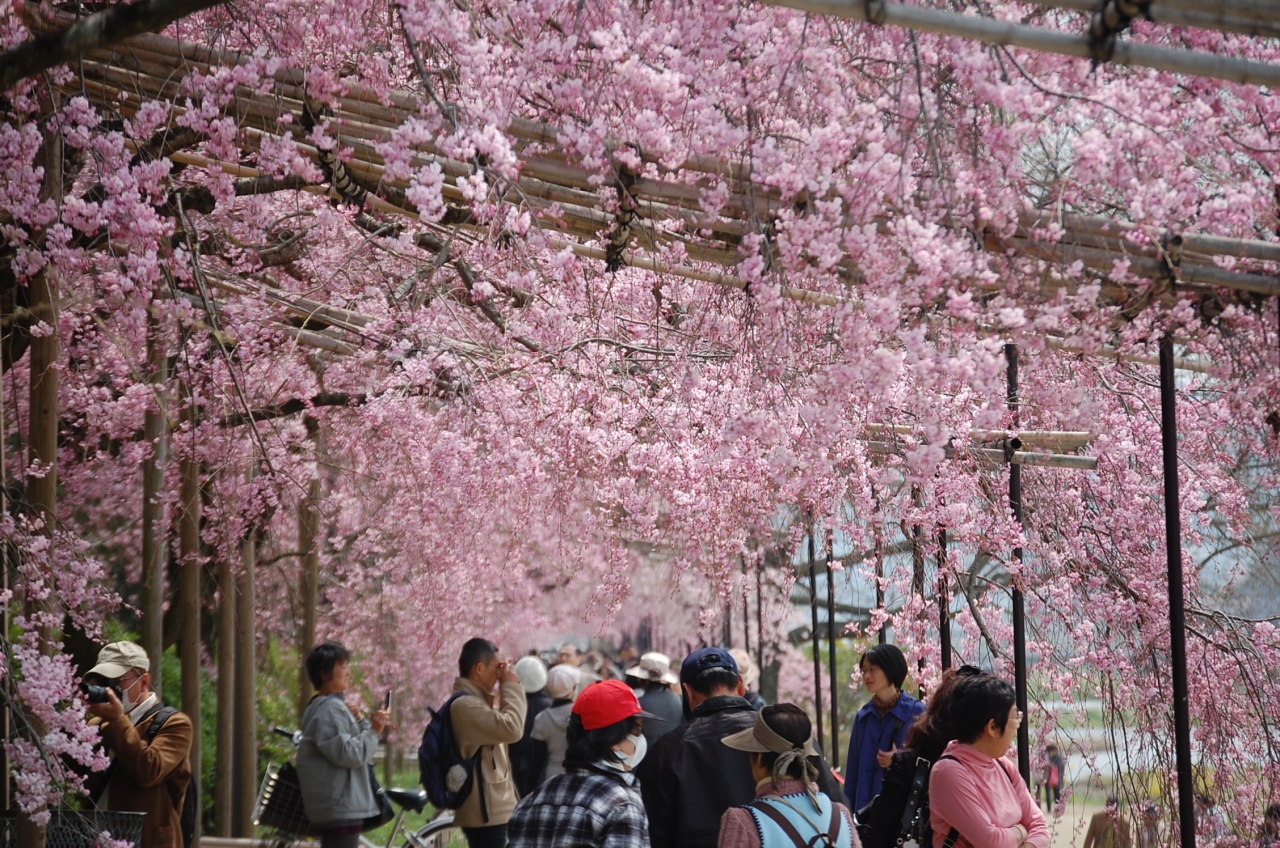 京都さくら紀行２０１１ ２日目前半 宝ヶ池 京都府立植物園 半木の道 下鴨 宝ヶ池 平安神宮 京都 の旅行記 ブログ By Takeおじさん フォートラベル