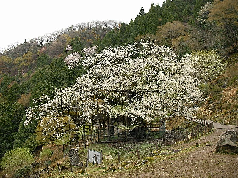 樽見の大桜 散り始めてた 養父 兵庫県 の旅行記 ブログ By ふくちゃんさん フォートラベル 樽見の大桜 散り始めてた 養父 兵庫県 の旅行記 ブログ By ふくちゃんさん フォートラベル