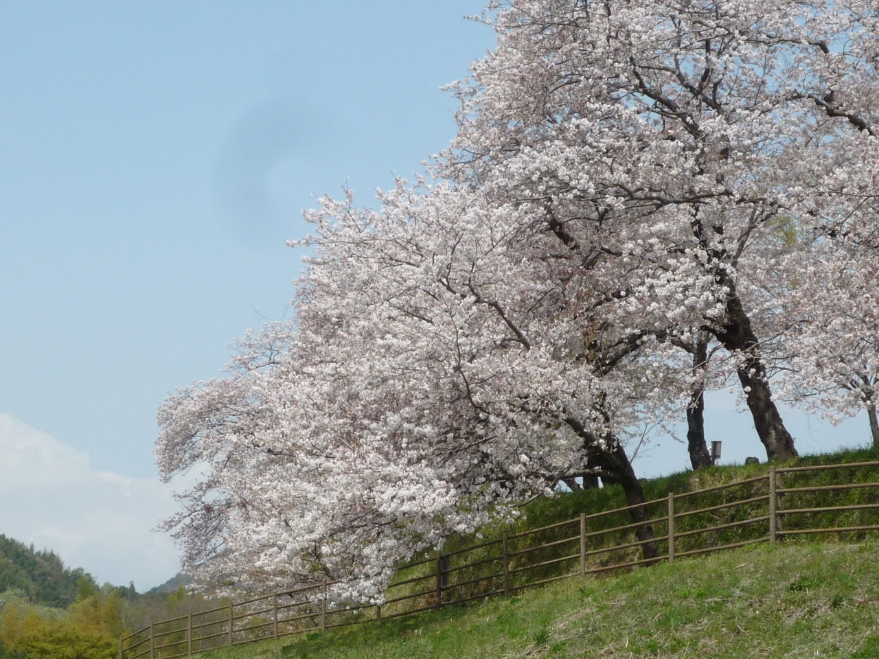 11桜日記 第10弾 伊豆長岡 狩野川桜公園 伊豆長岡温泉 静岡県 の旅行記 ブログ By Spitfirebuzz90さん フォートラベル 11桜日記 第10弾 伊豆長岡 狩野川桜公園 伊豆長岡温泉 静岡県 の旅行記 ブログ By Spitfirebuzz90さん フォートラベル