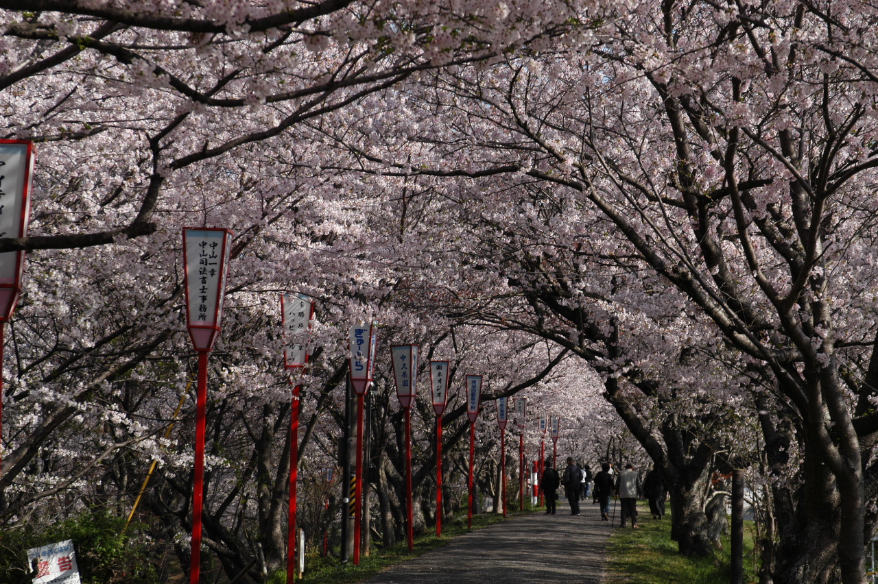 宮川堤のサクラ 伊勢神宮 三重県 の旅行記 ブログ By Punchmsさん フォートラベル
