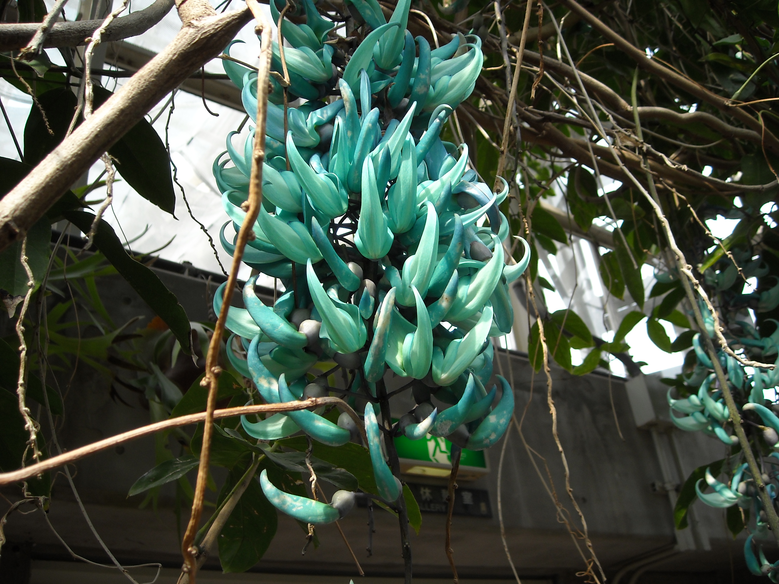 神代 じんだい 植物園で ヒスイカズラ を見ました 調布 狛江 東京 の旅行記 ブログ By Anzdrifterさん フォートラベル