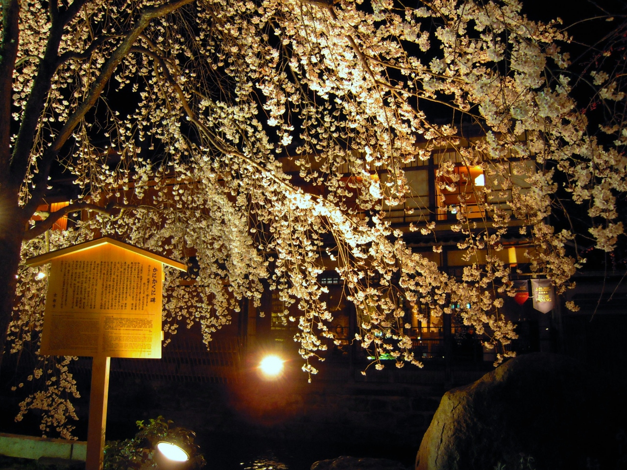 祇園白川 夜桜ライトアップ 東山 祇園 北白川 京都 の旅行記 ブログ By Pani Paniさん フォートラベル