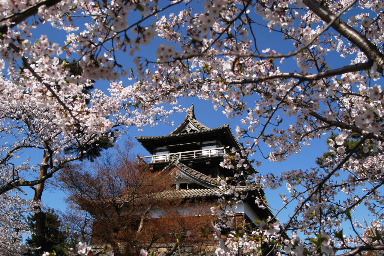 丸岡城のサクラ 永平寺 丸岡 福井県 の旅行記 ブログ By Punchmsさん フォートラベル