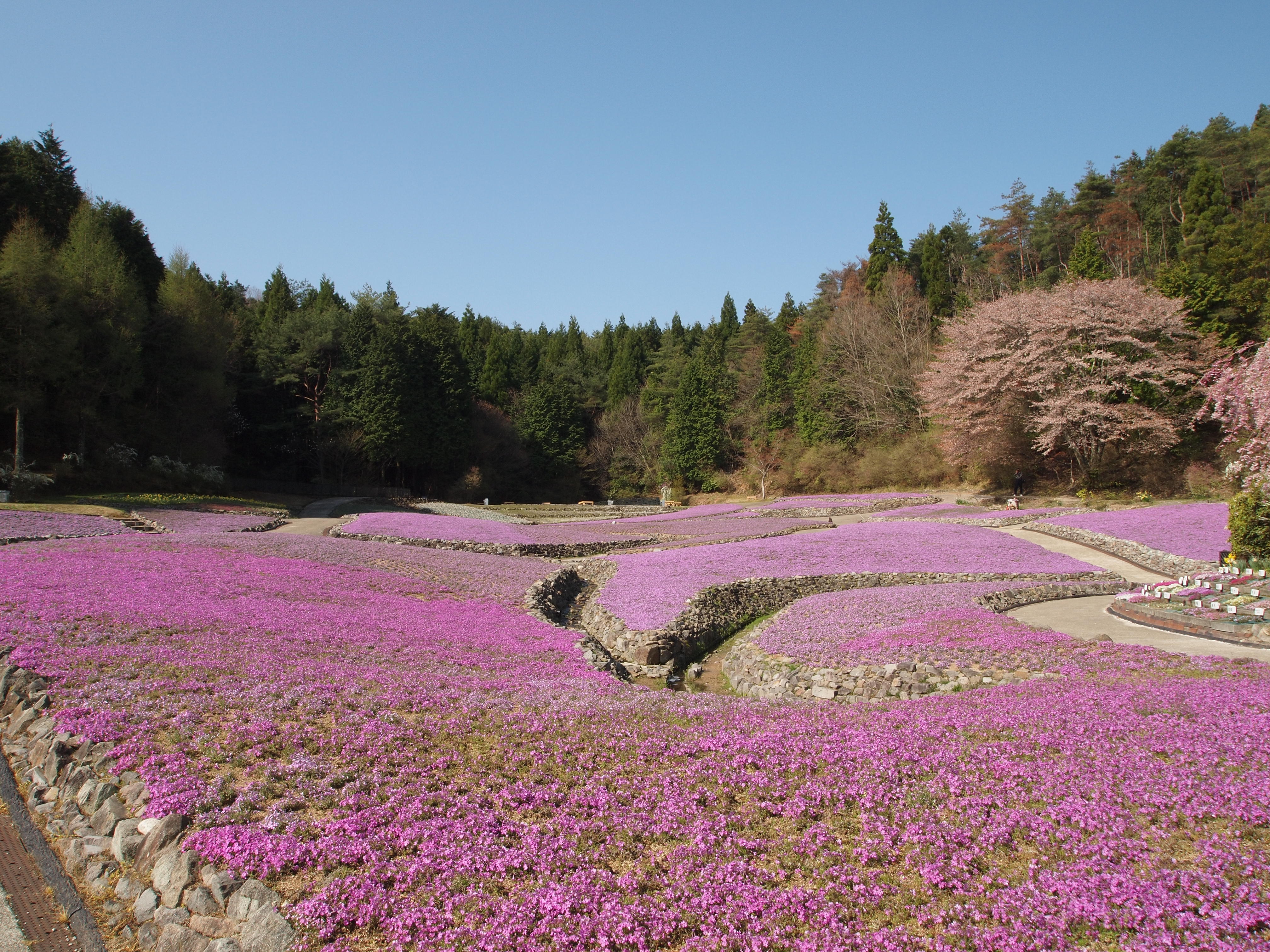芝桜と禅寺と蕎麦とぼたんと水ばしょう 三田 兵庫 兵庫県 の旅行記 ブログ By のーとくんさん フォートラベル 芝桜と禅寺と蕎麦とぼたんと水ばしょう 三田 兵庫 兵庫県 の旅行記 ブログ By のーとくんさん フォートラベル