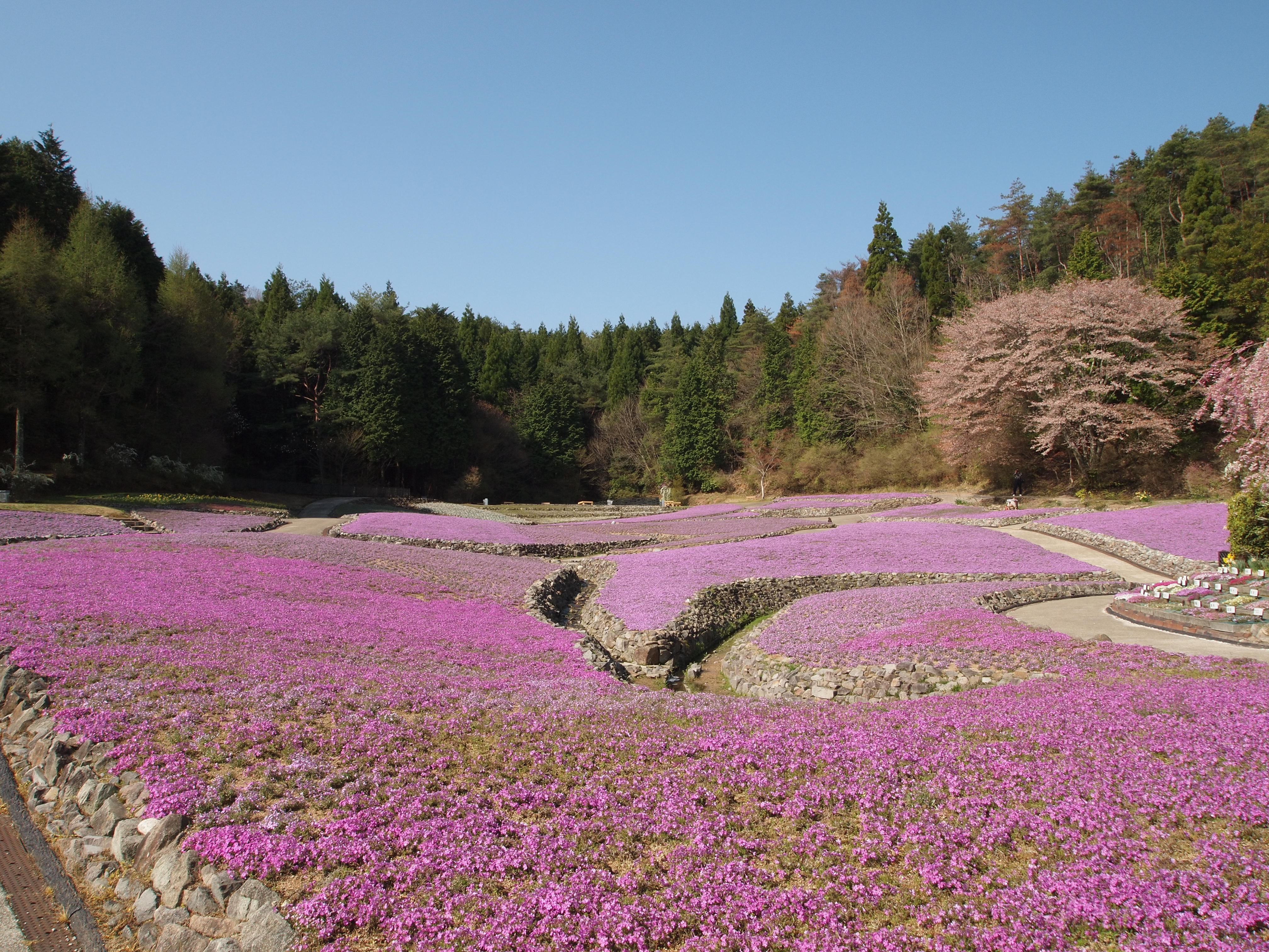 芝桜と禅寺と蕎麦とぼたんと水ばしょう 三田 兵庫 兵庫県 の旅行記 ブログ By のーとくんさん フォートラベル