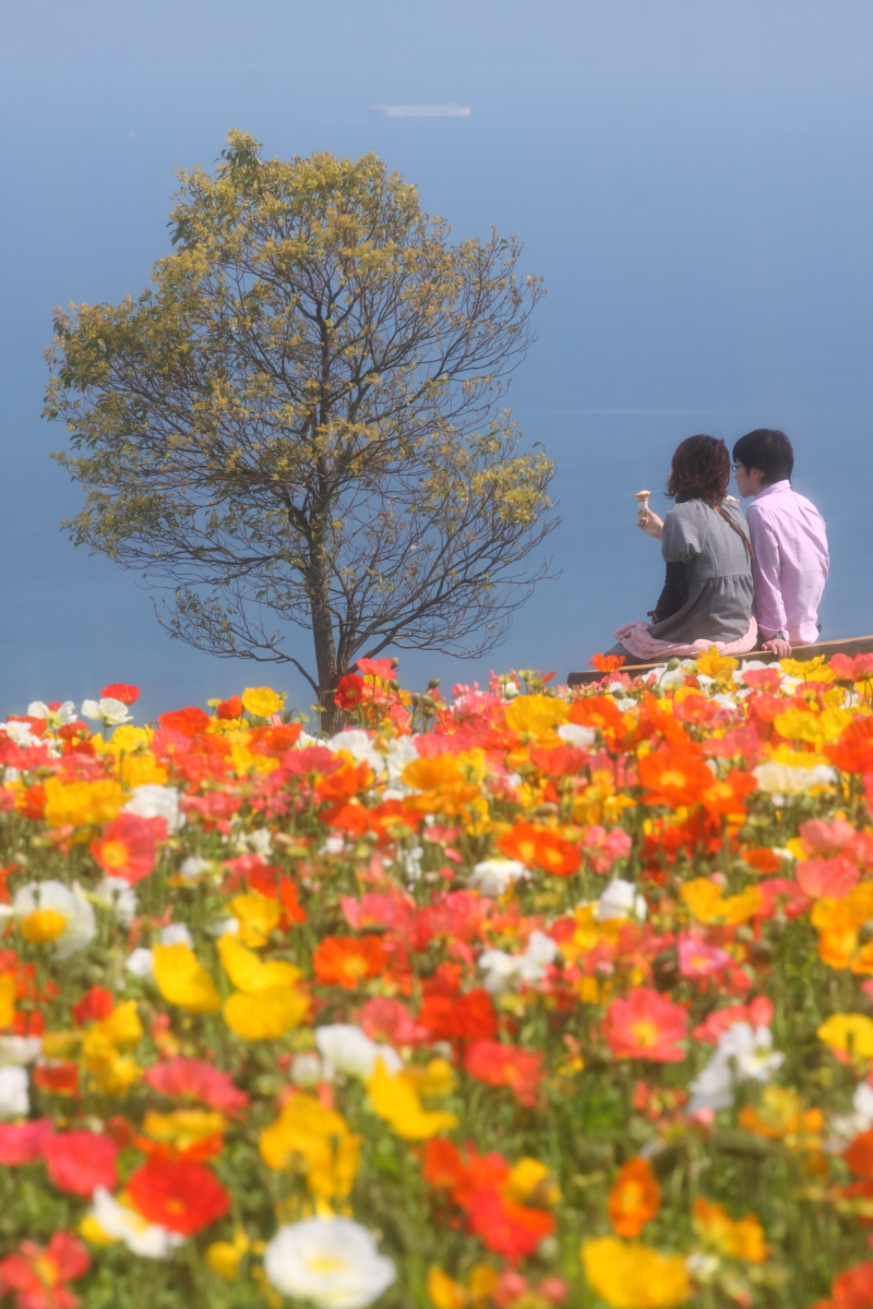 あわじ花さじき 明石海峡公園 11 Spring 淡路島 兵庫県 の旅行記 ブログ By まもちんさん フォートラベル